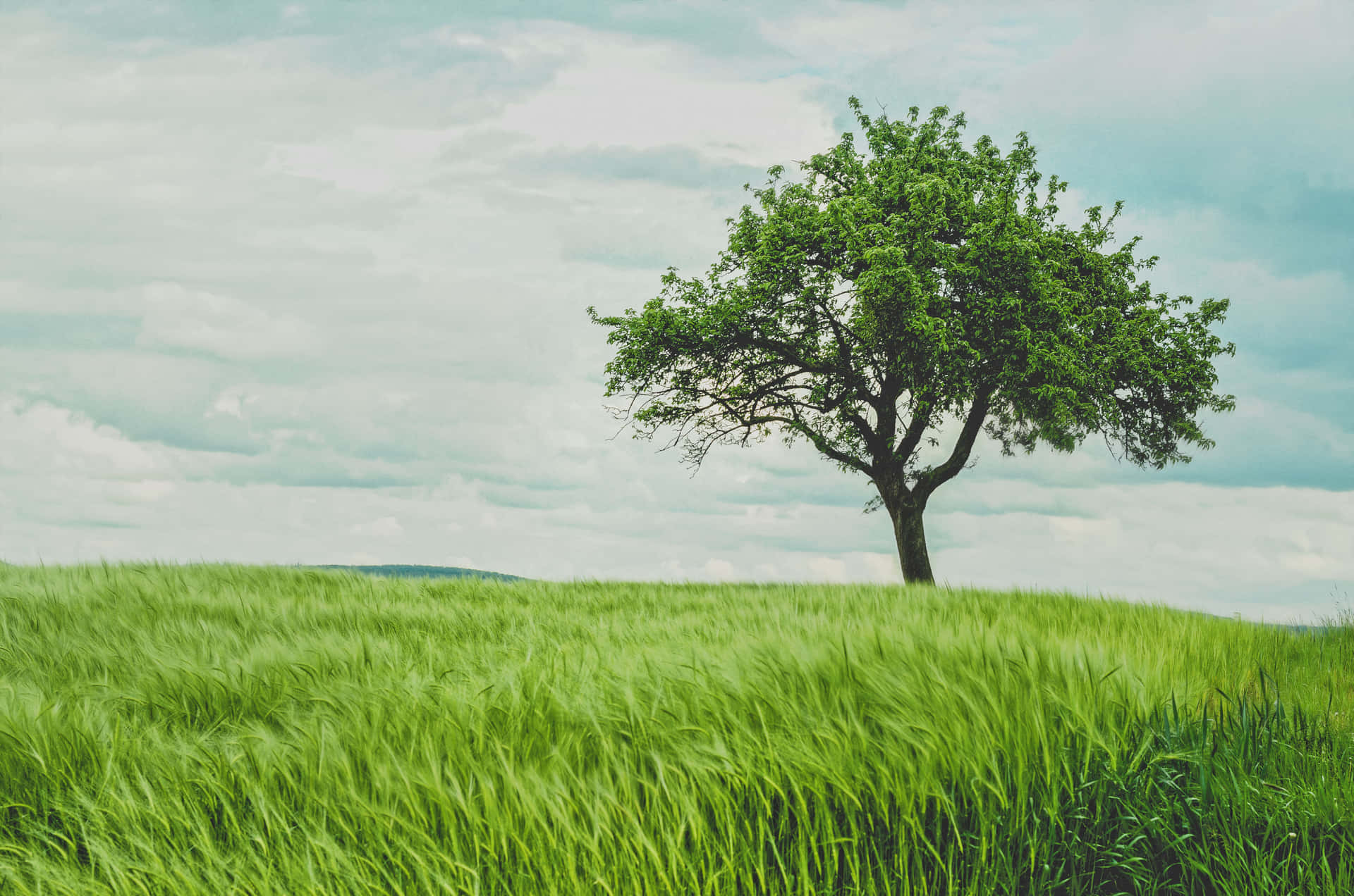 A Single Tree In A Green Field Background