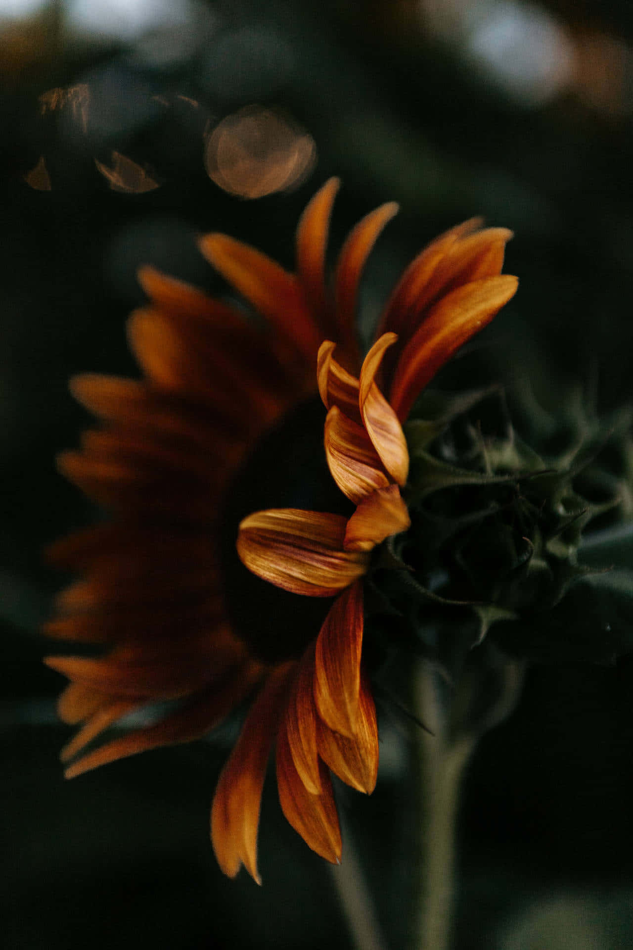 A Single Vibrant Dark Sunflower Against A Brown Backdrop Background
