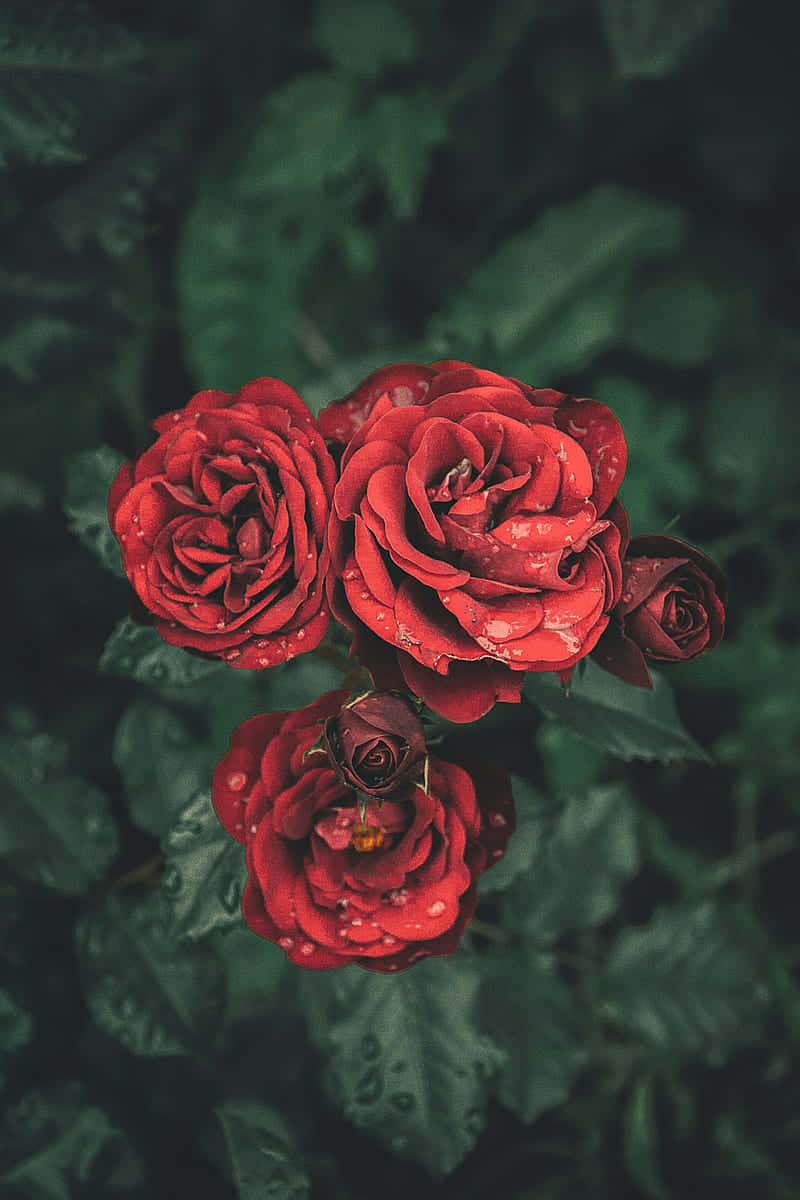 A Single Vibrant Red Rose Set Against A Dark Background Background