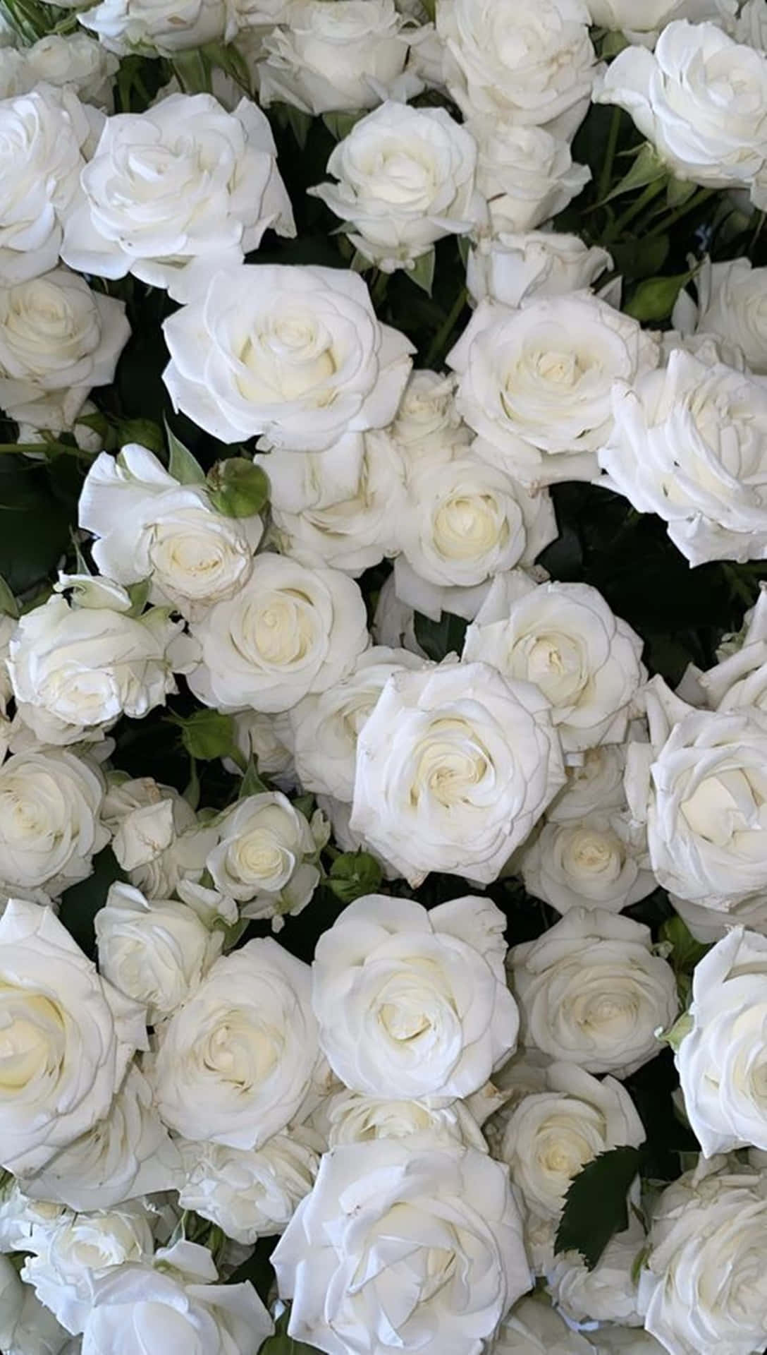 A Single White Rose Blooming In The Light Of Day