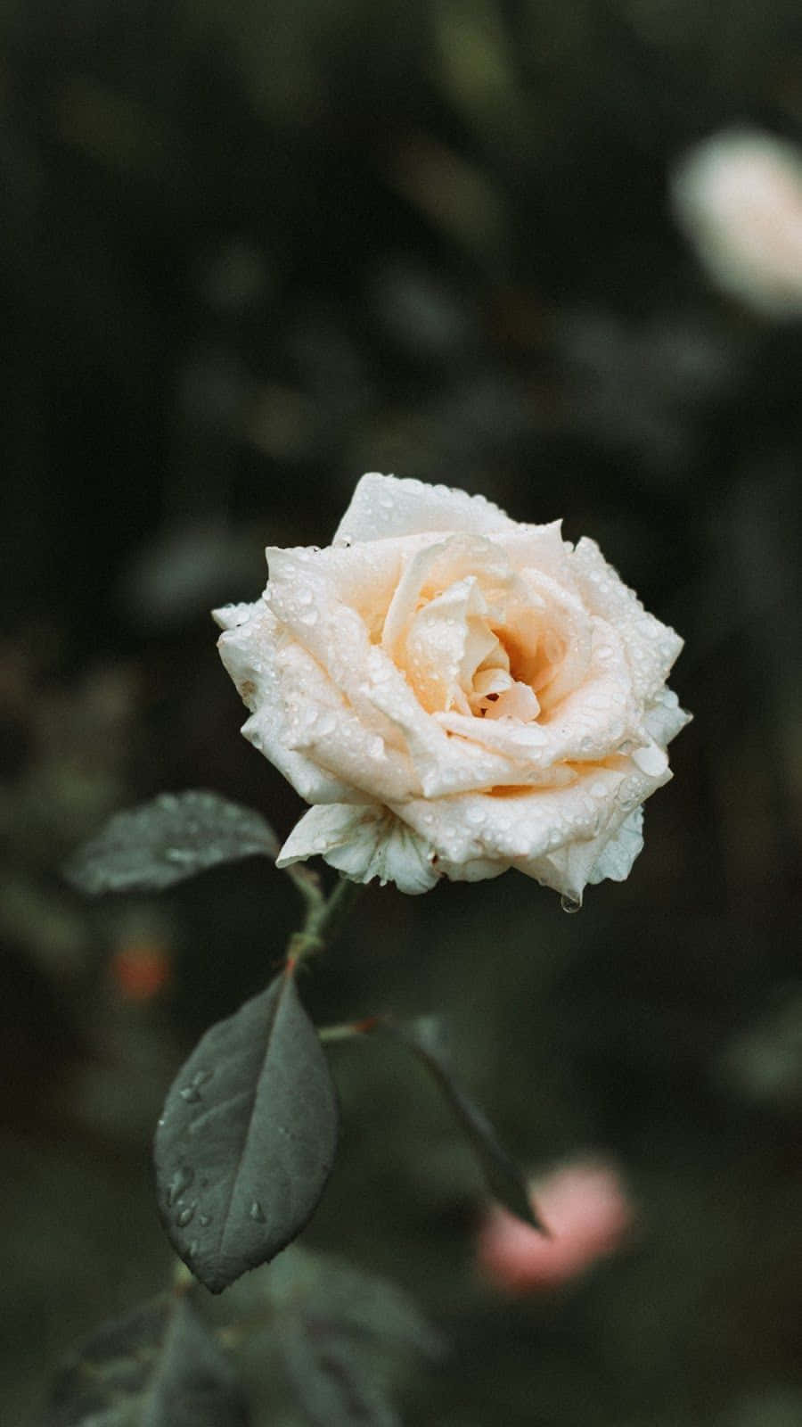 A Single White Rose With A Vintage Iphone Background