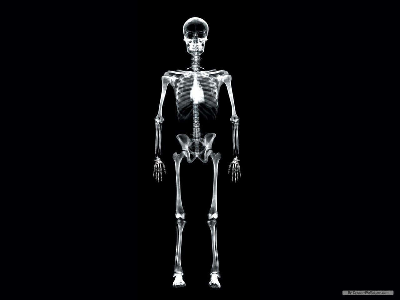 A Skeleton Is Shown On A Black Background