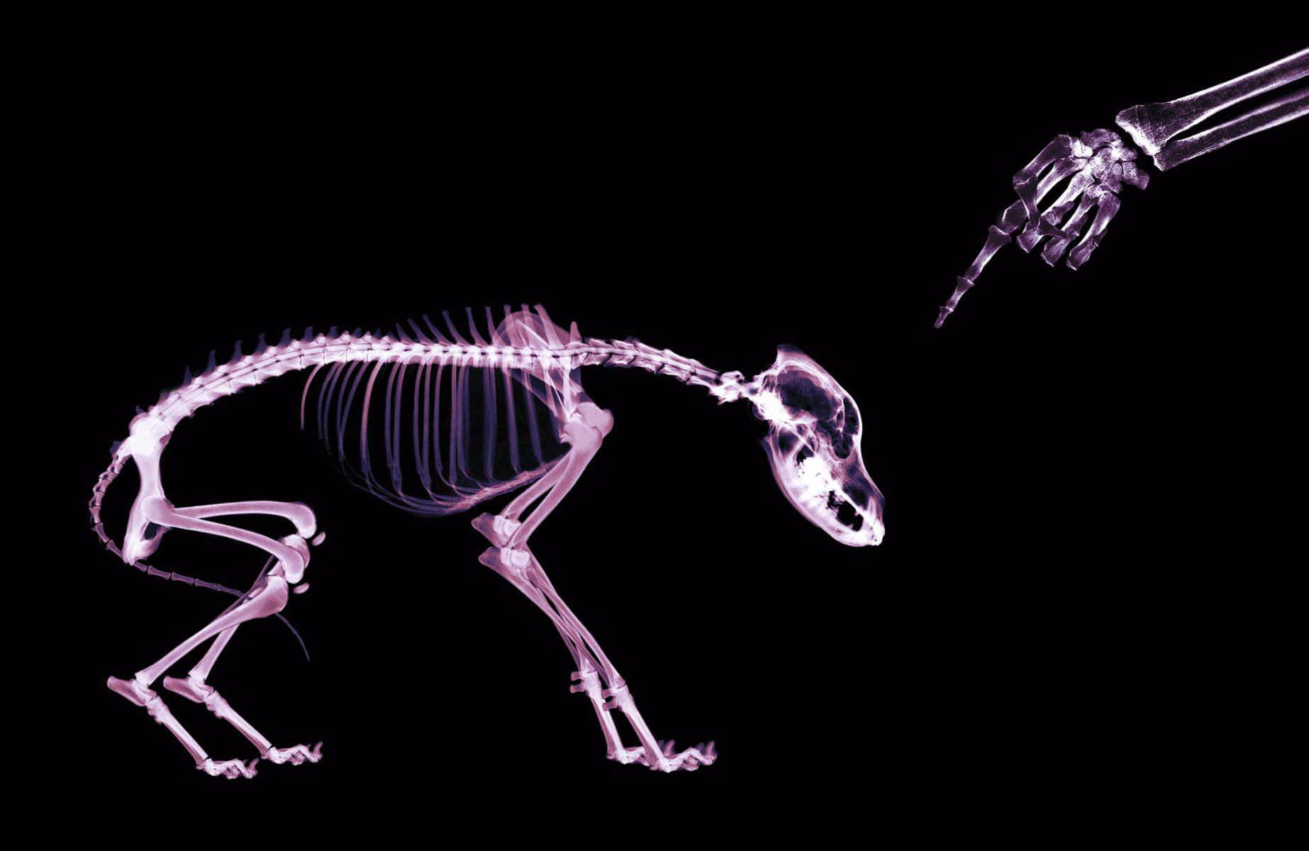 A Skeleton Of A Dog Is Being Held By A Hand Background