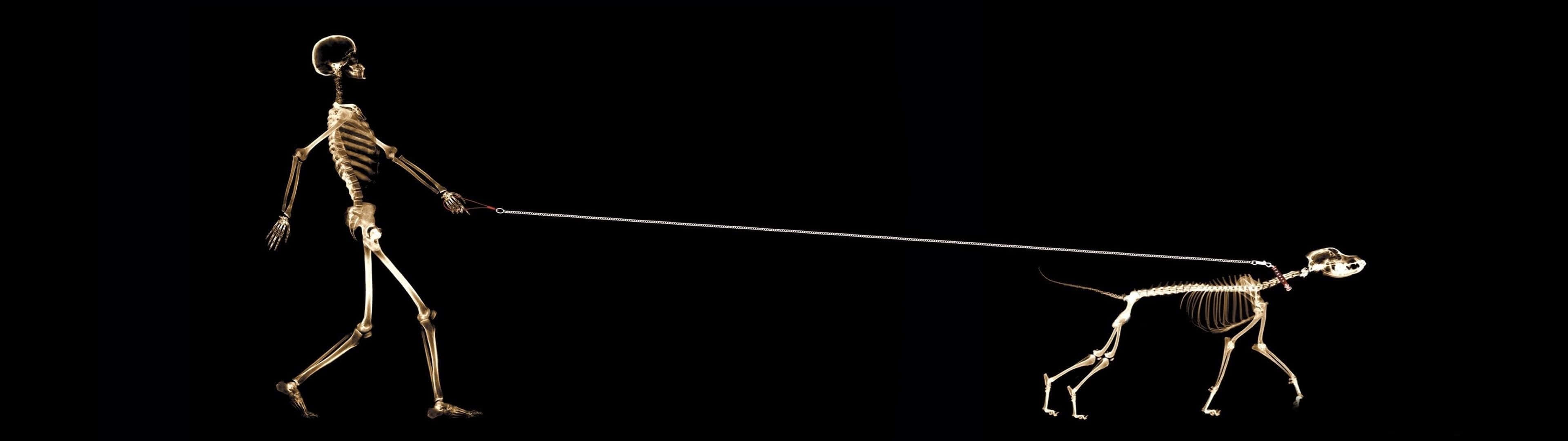 A Skeleton Walking A Dog On A Leash Background