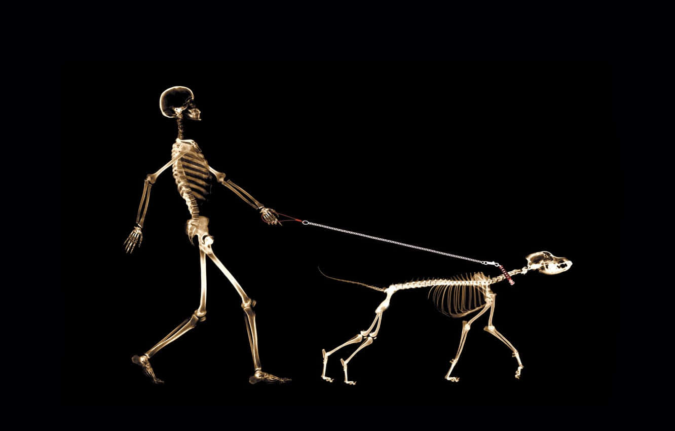 A Skeleton Walking A Dog