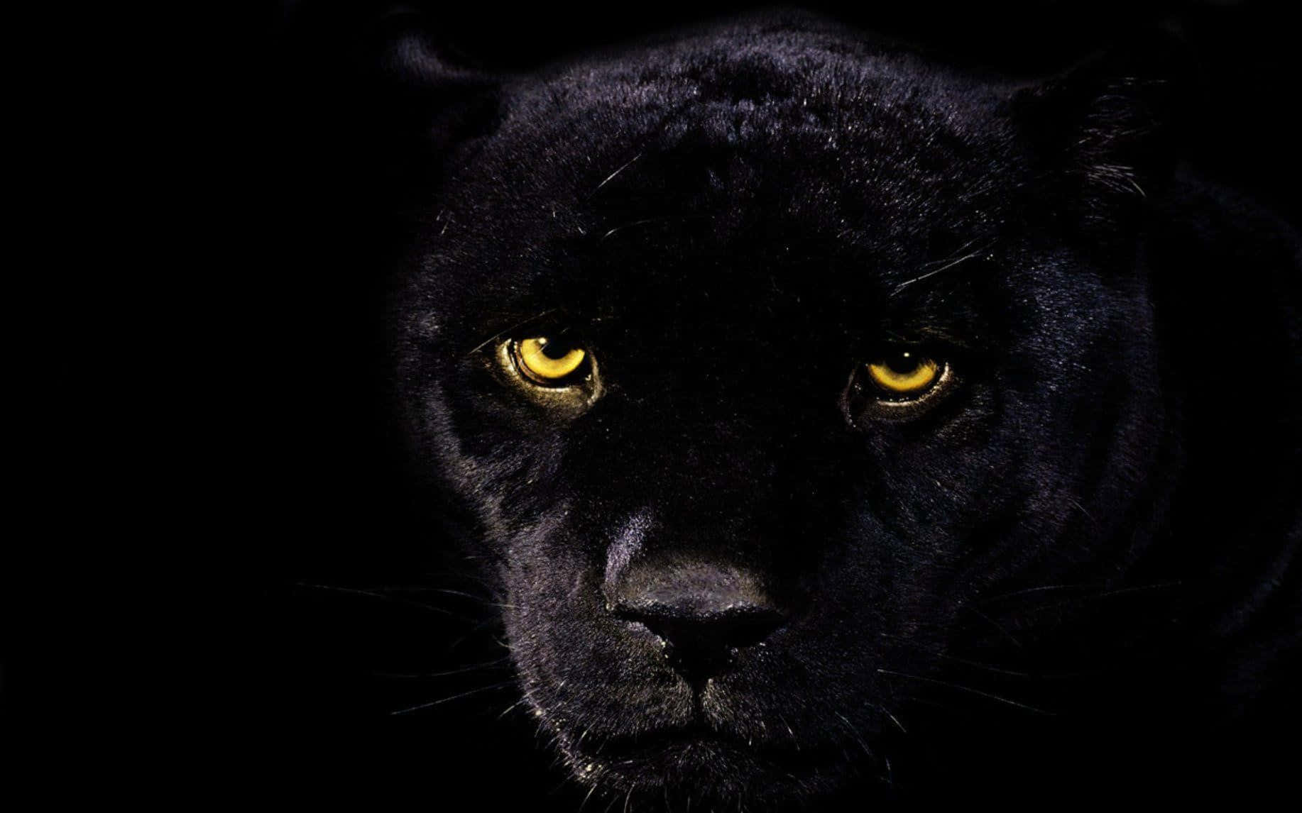 A Sleek And Powerful Black Jaguar In Its Natural Element Background