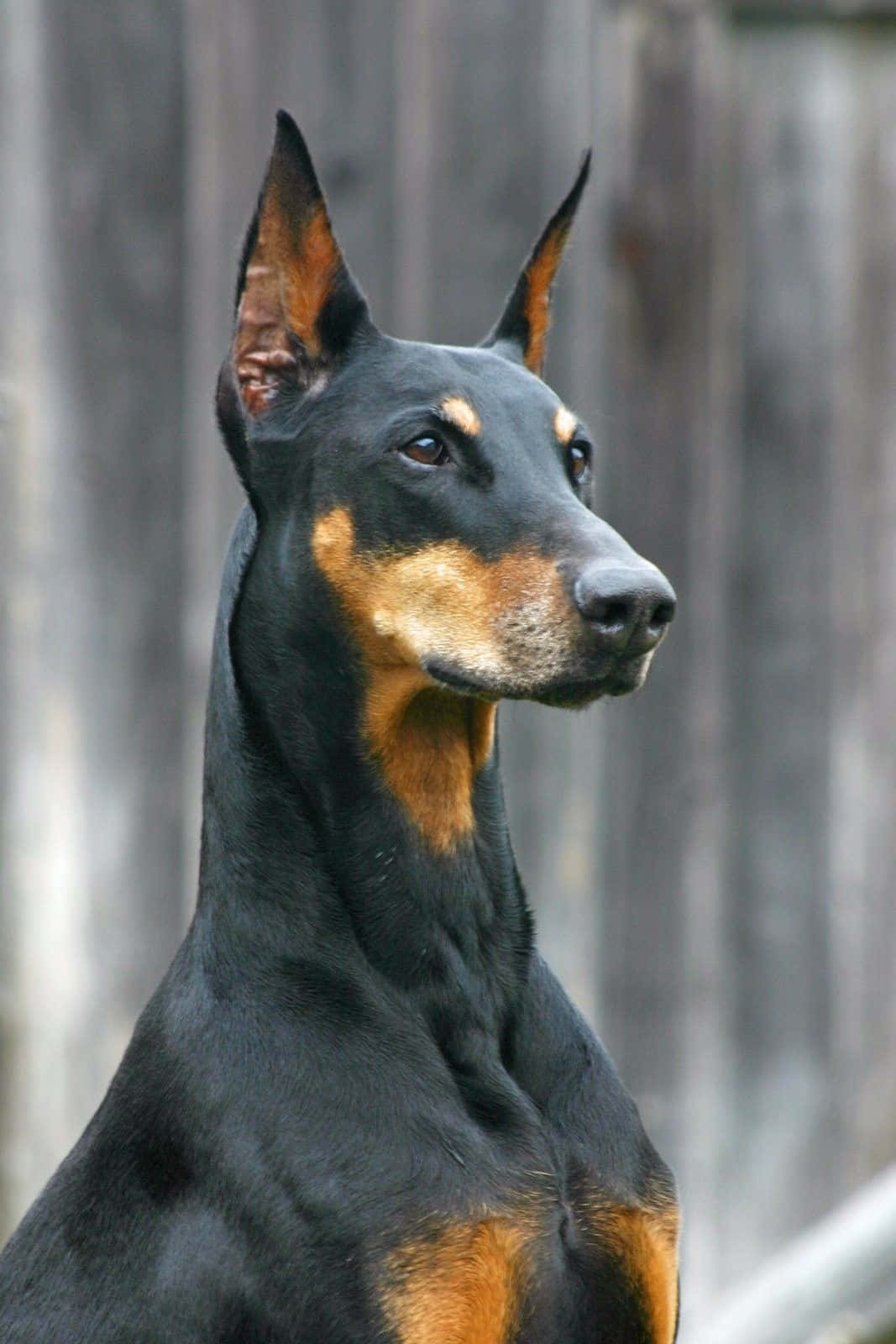 A Sleek, Powerful And Loyal Companion, The Doberman Background