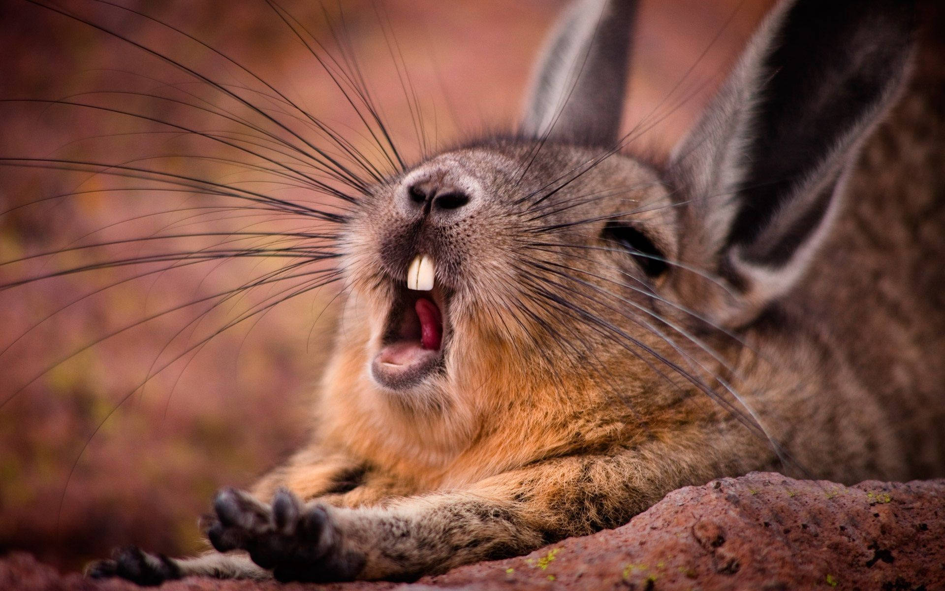 A Sleepy And Adorable Brown Bunny Yawns Background