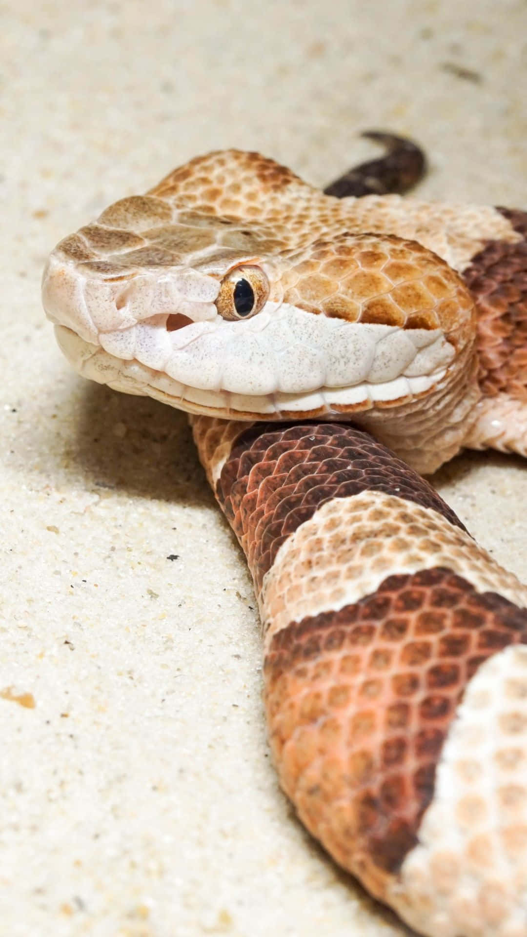 “a Slithering Snake In Its Natural Habitat” Background