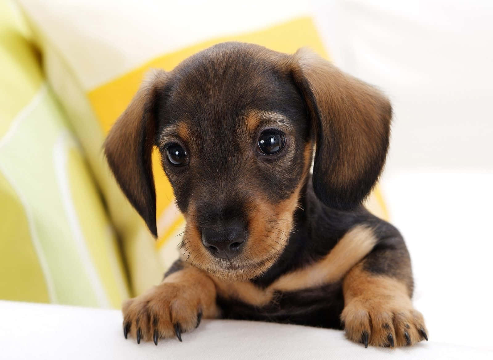 A Small Black And Brown Puppy Is Sitting On A Couch Background