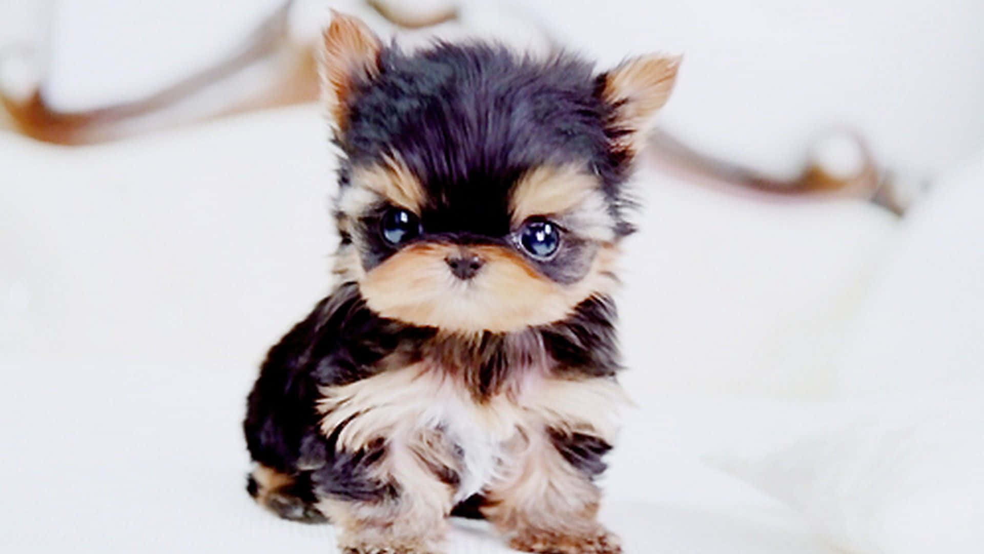 A Small Black And Brown Puppy Sitting On A Bed Background