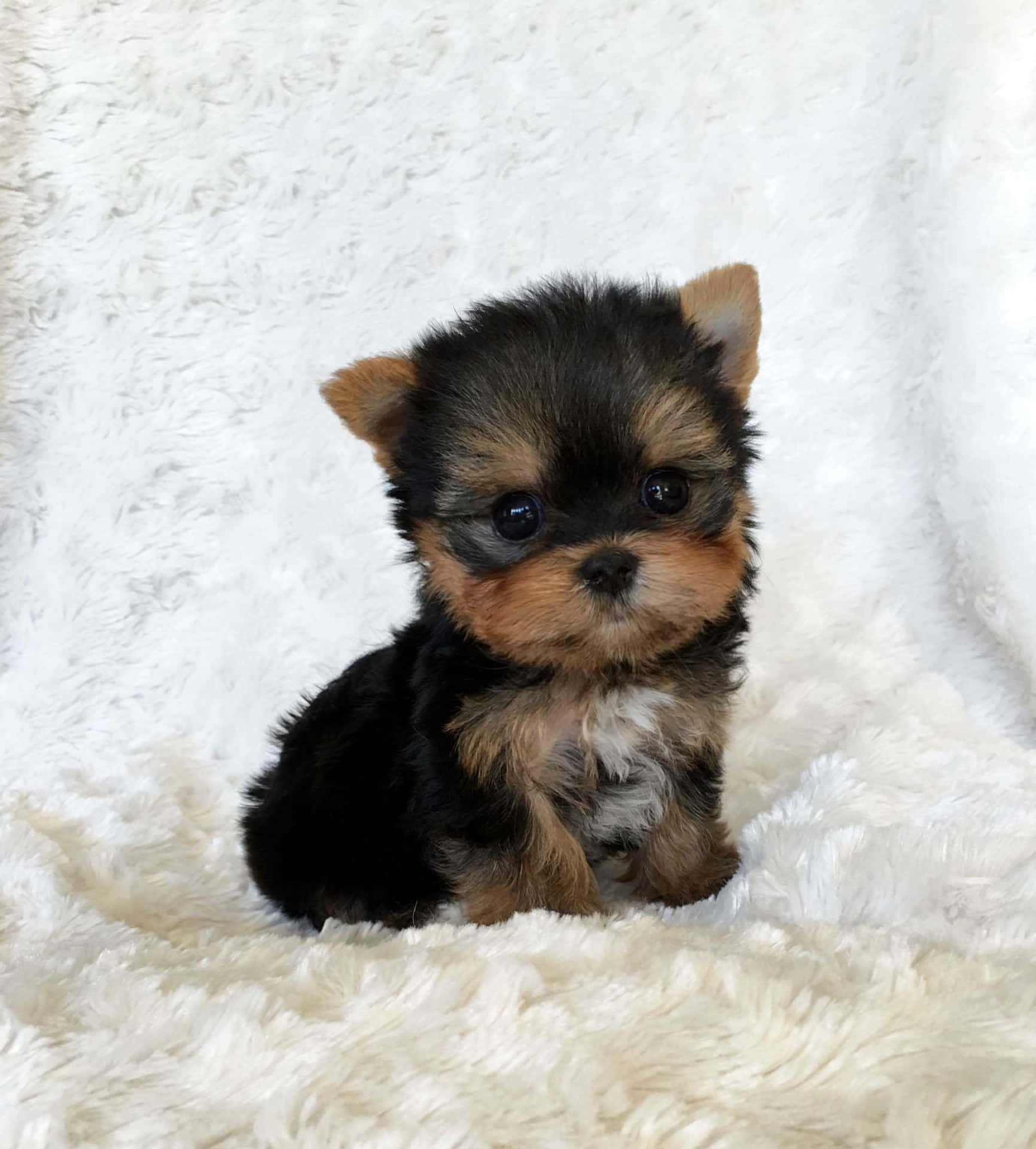 A Small Black And Brown Puppy Sitting On A White Blanket Background