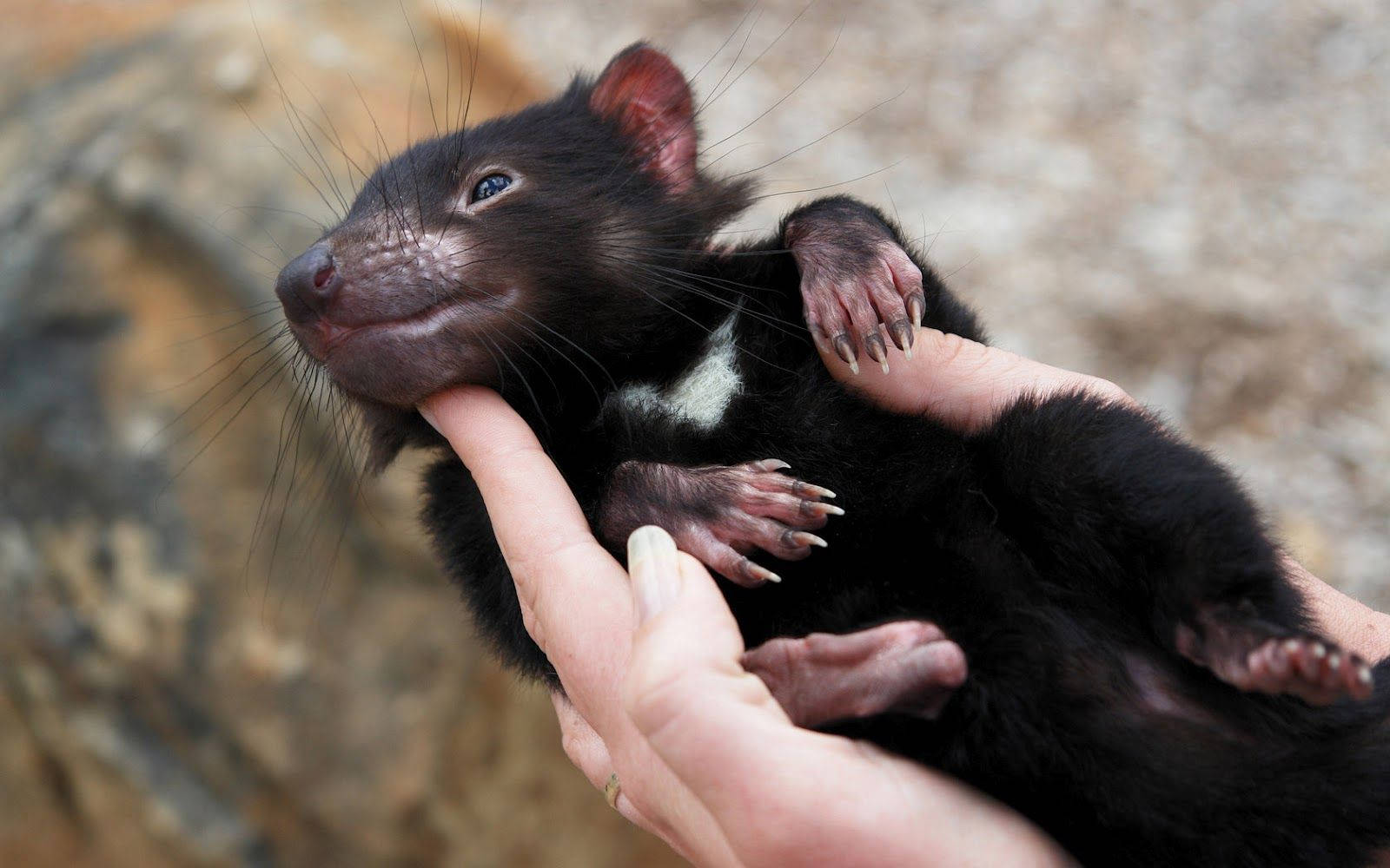 A Small Black Animal Being Held In Someone's Hand