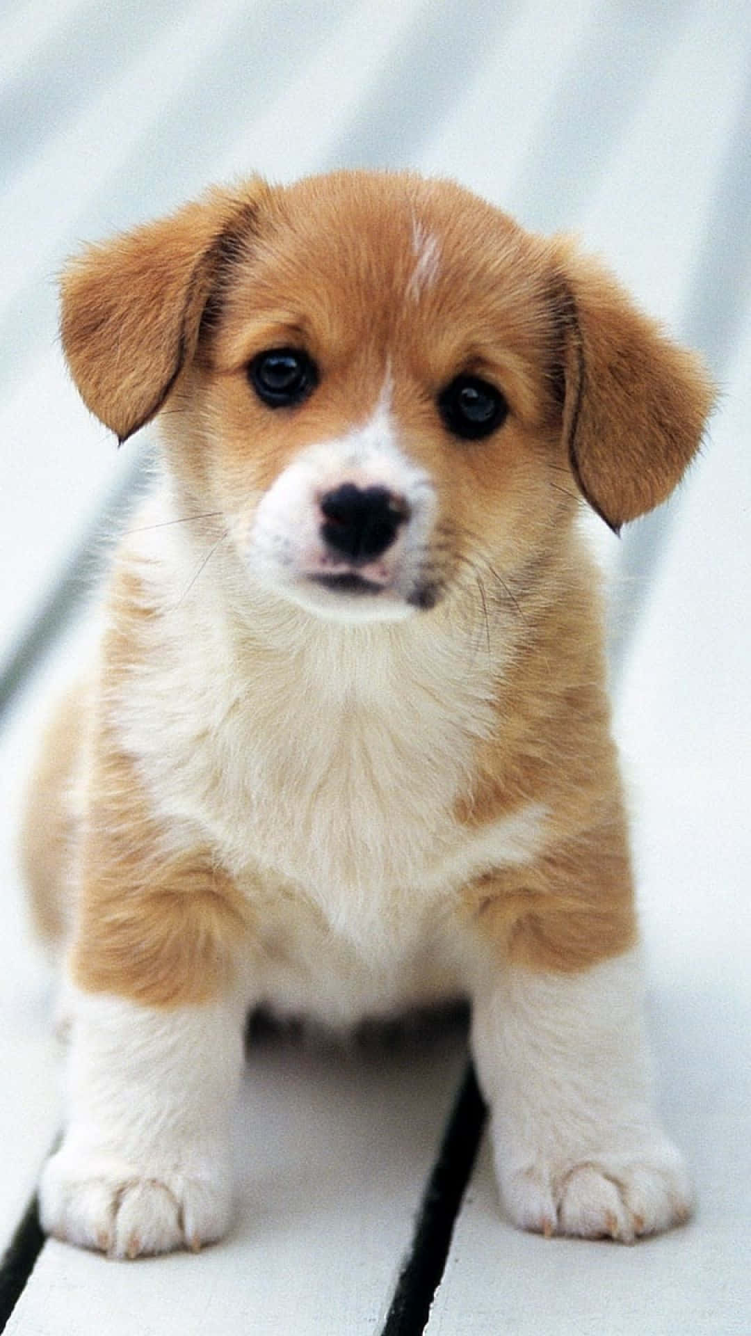 A Small Brown And White Puppy Sitting On A Wooden Deck