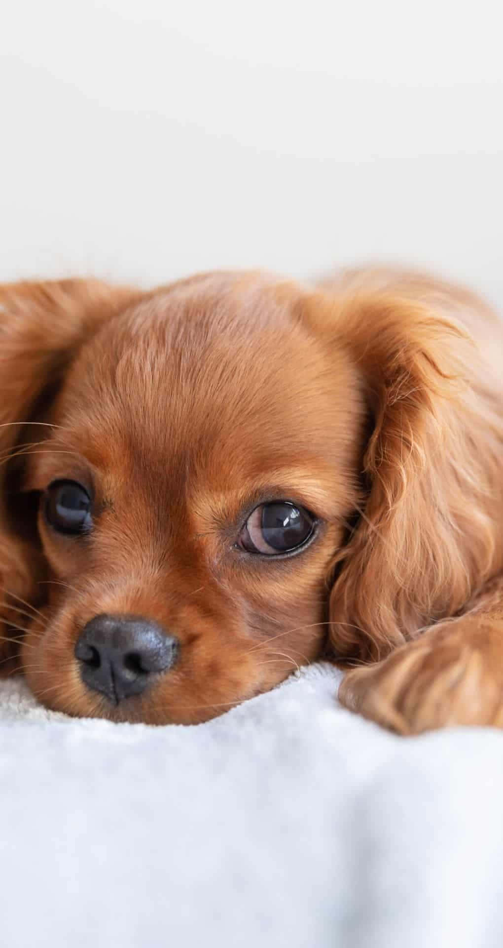 A Small Brown Dog Laying On A White Bed