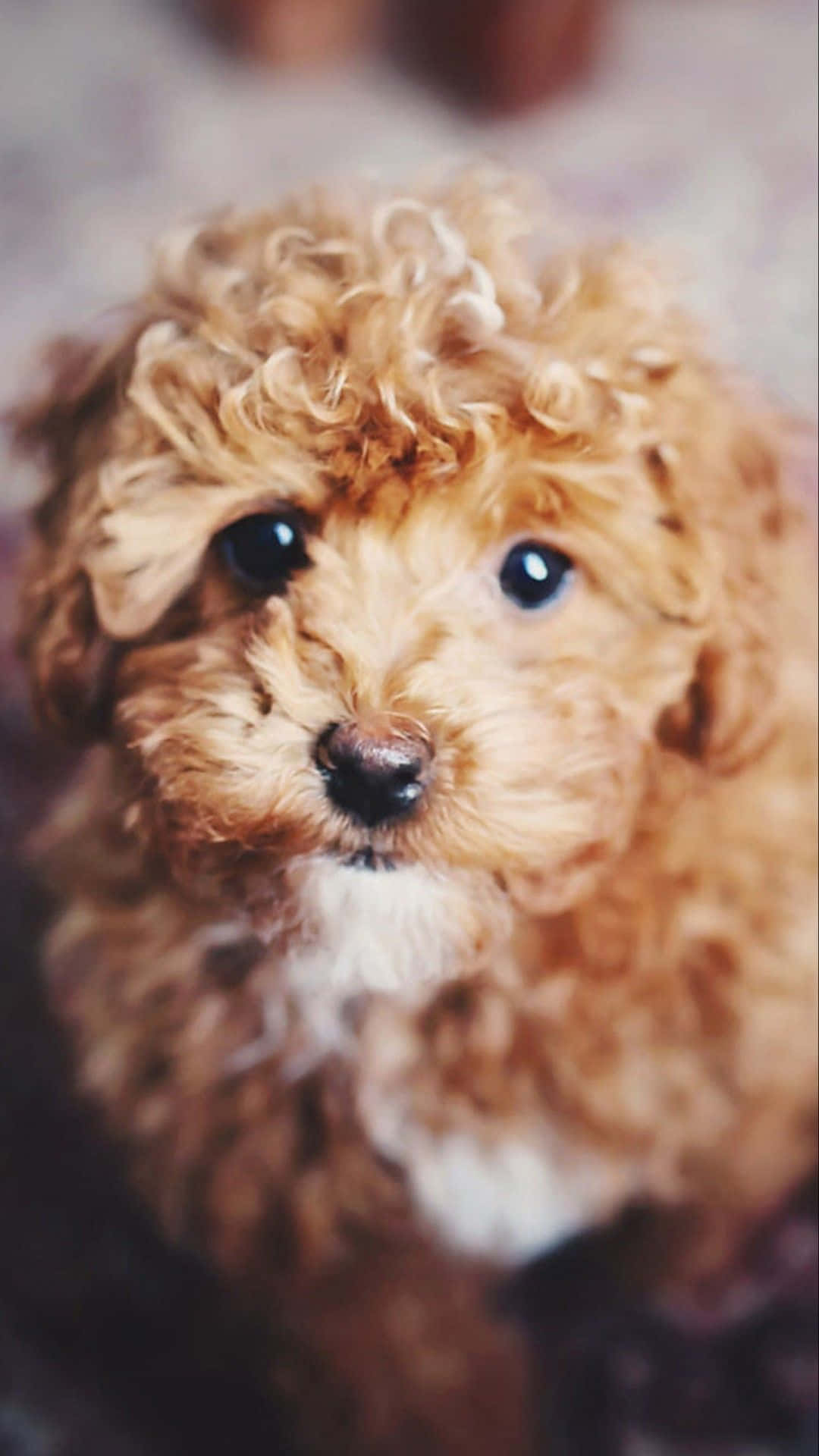 A Small Brown Puppy Is Sitting On A Rug