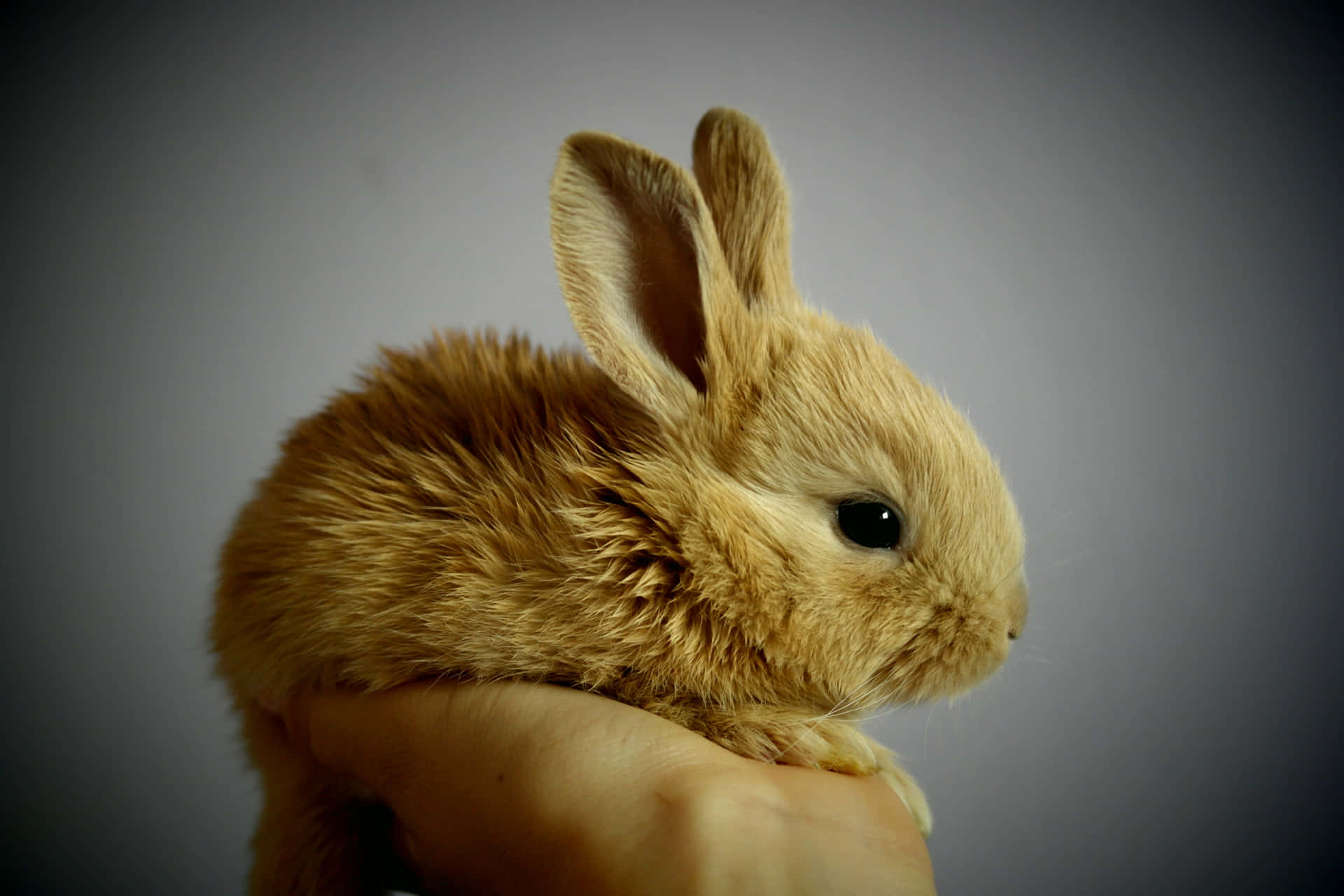 A Small Brown Rabbit Is Sitting On A Person's Hand Background