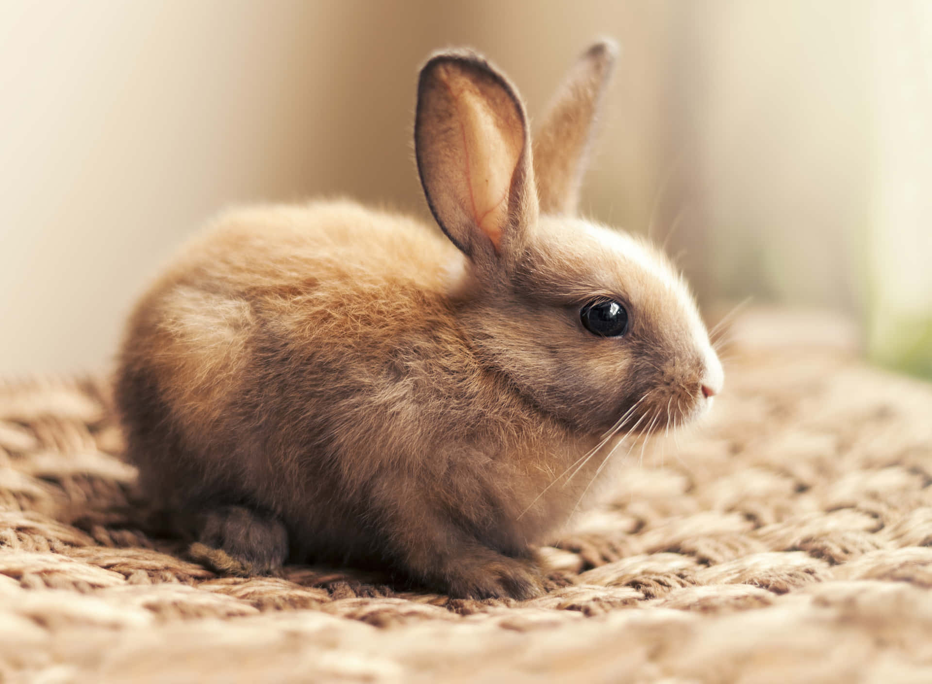 A Small Brown Rabbit Sitting On A Rug Background