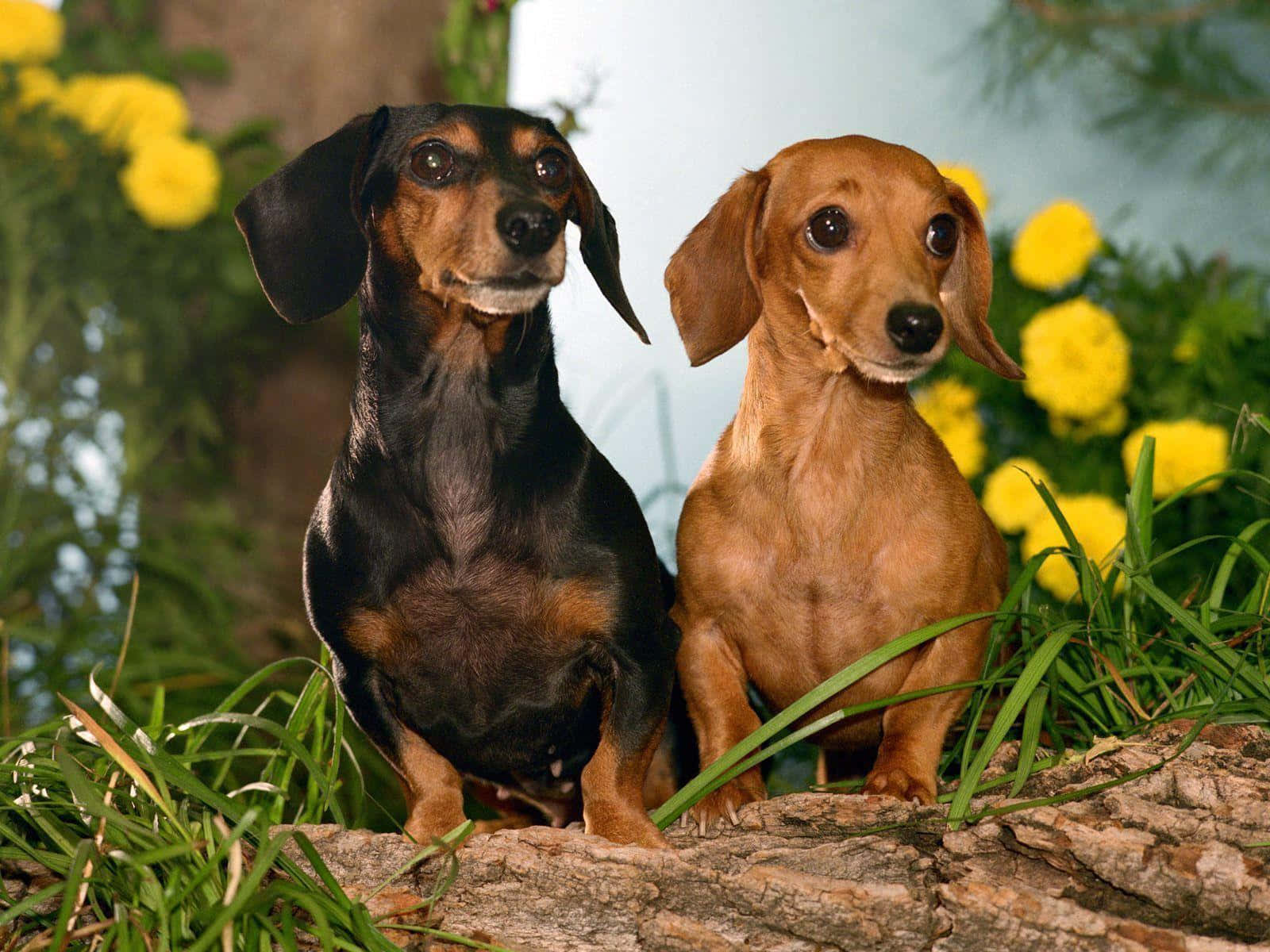 A Small But Mighty Dachshund