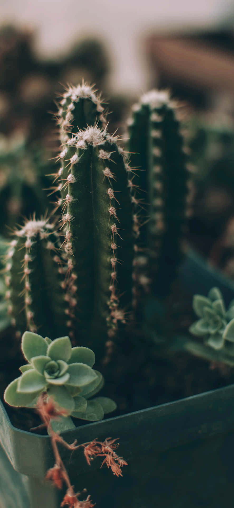 A Small Cactus Plant In A Green Pot Background