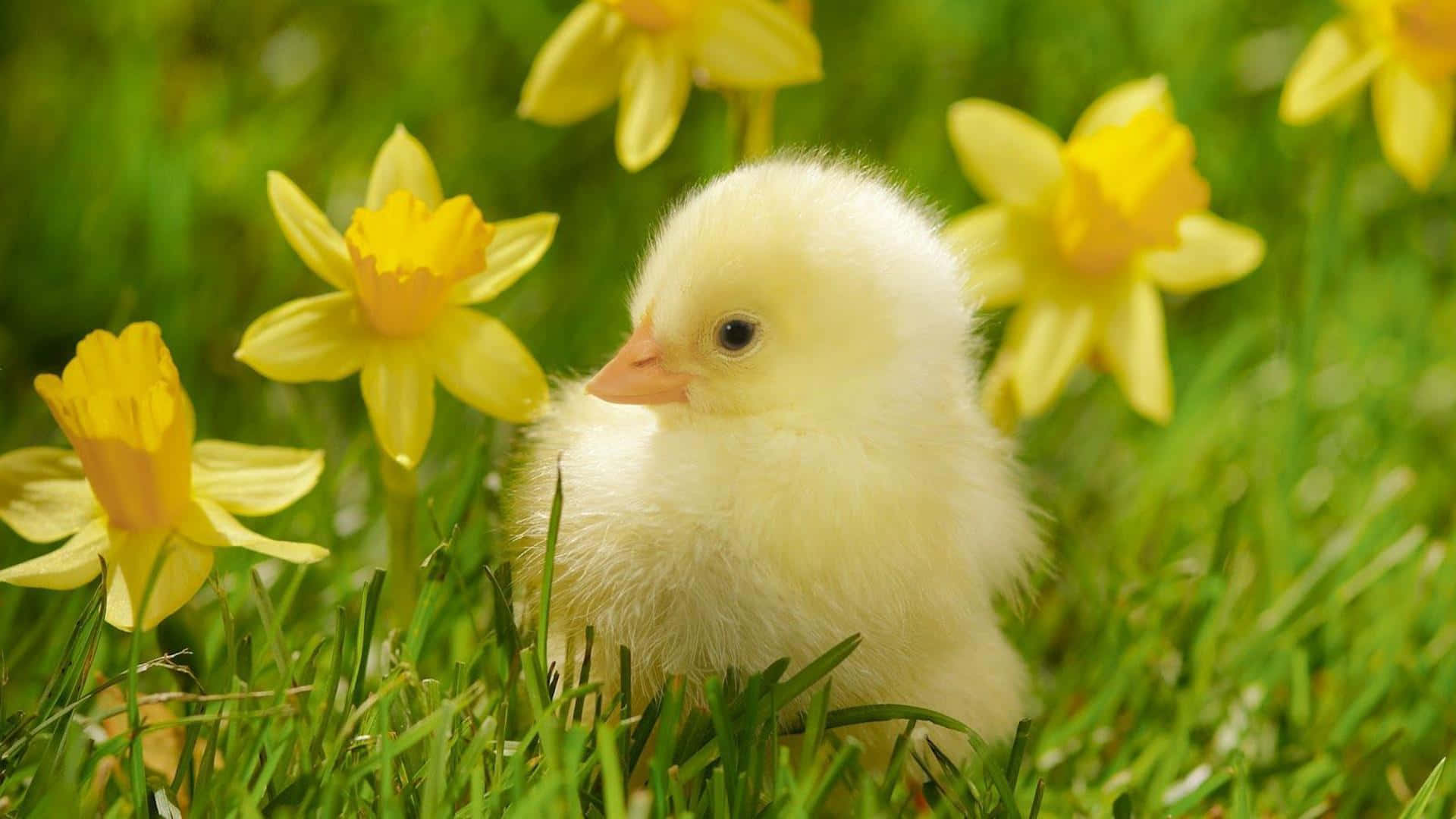 A Small Chick Is Standing In The Grass With Yellow Flowers Background