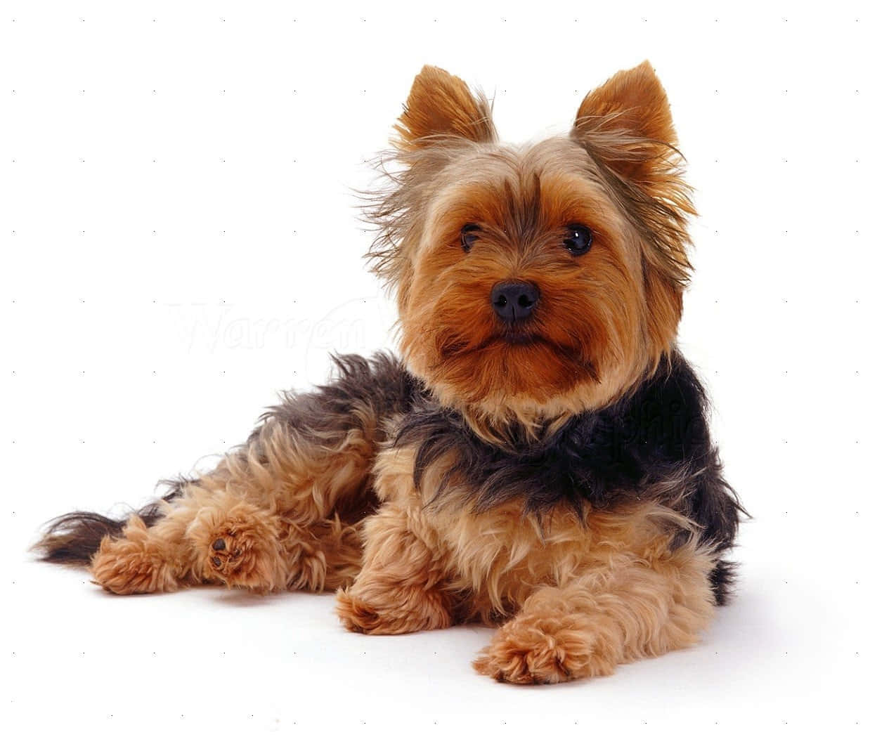 A Small, Cute Teacup Yorkie Pup Looking With Wide Eyes Background