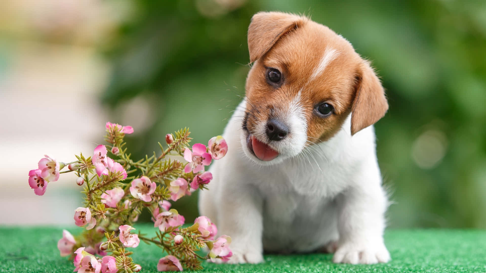 A Small Dog Is Sitting On Grass With Flowers