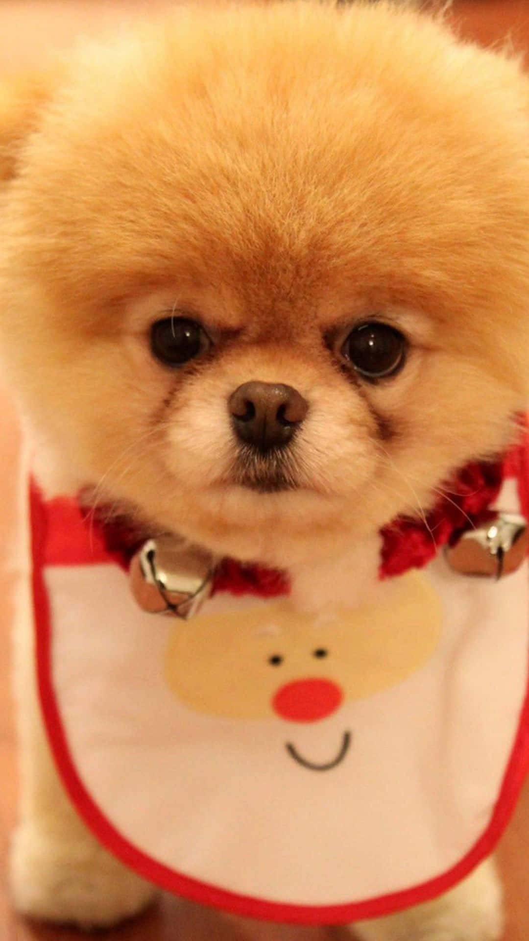 A Small Dog Wearing A Santa Claus Bib