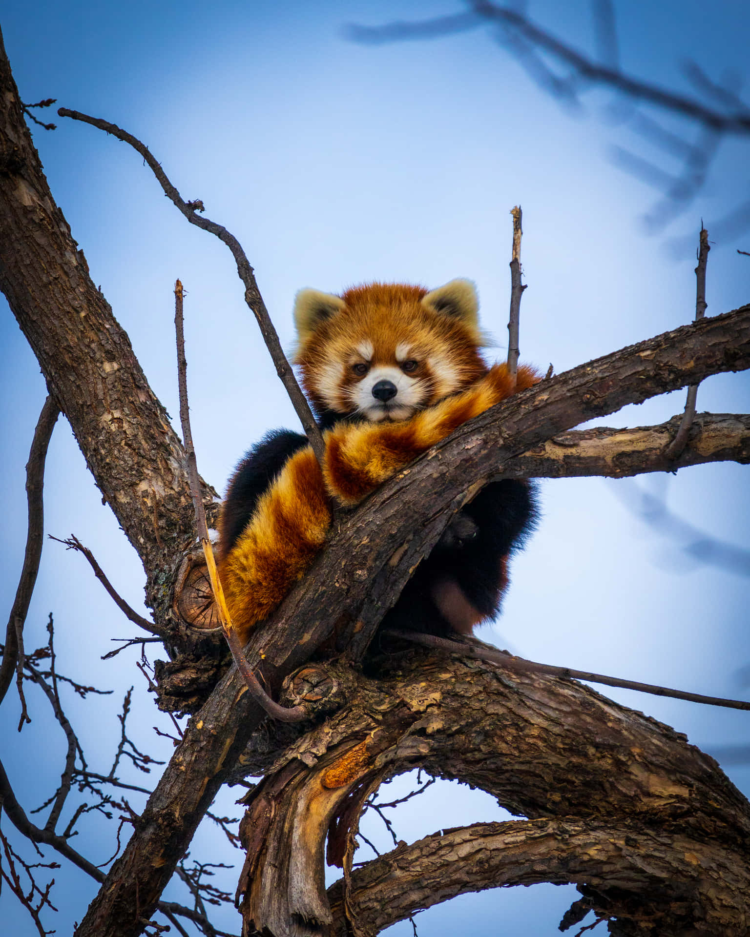 A Small, Fluffy And Cute Red Panda Background