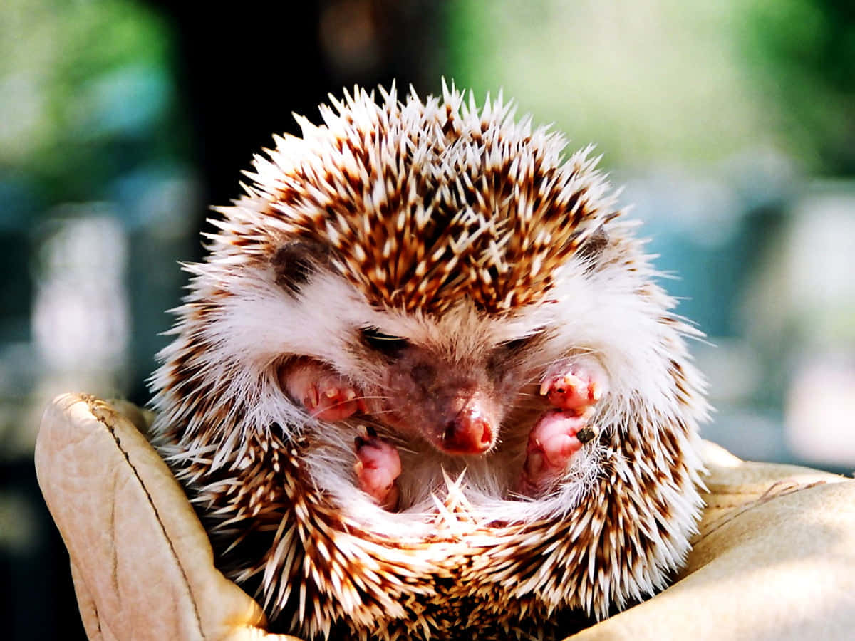 A Small Hedgehog In A Person's Hand Background