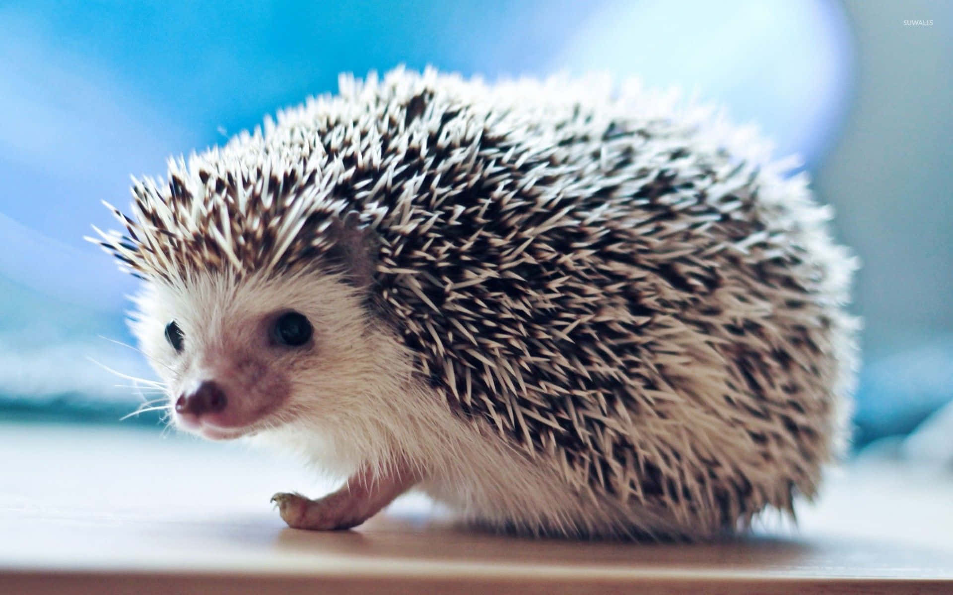 A Small Hedgehog Sitting On A Table Background