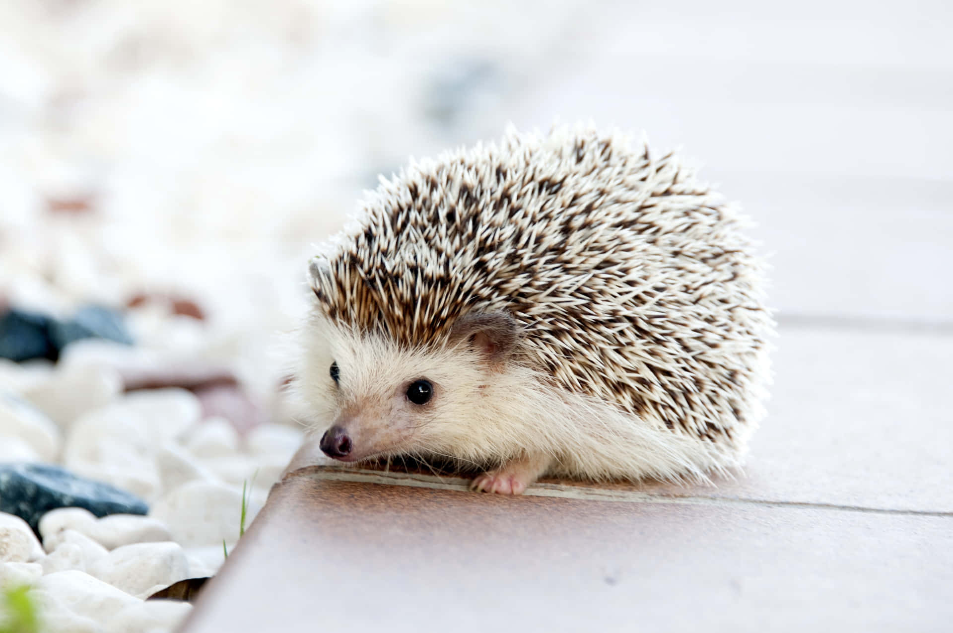 A Small Hedgehog Walking On A Path Background