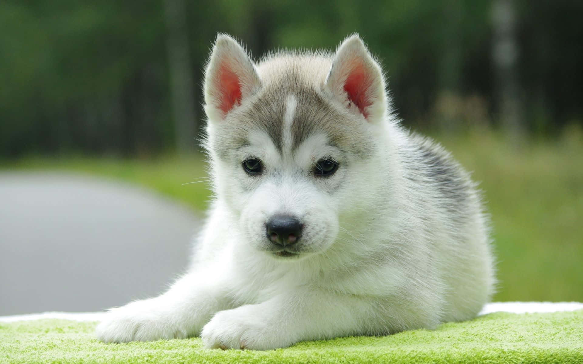 A Small Husky Puppy Is Laying On A Green Blanket