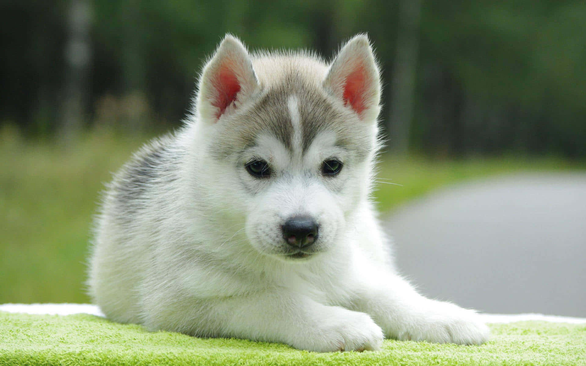 A Small Husky Puppy Is Laying On A Green Blanket Background