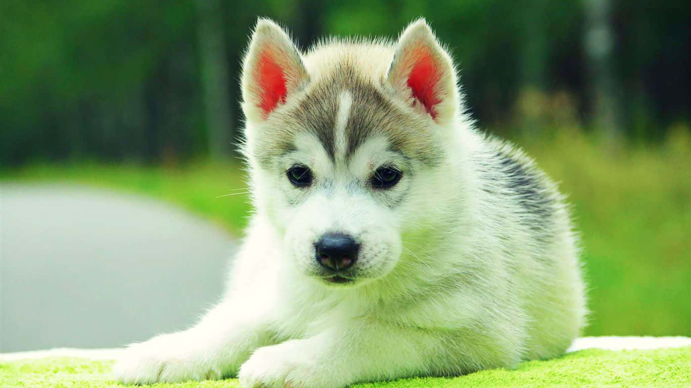 A Small Husky Puppy Laying On A Green Blanket Background