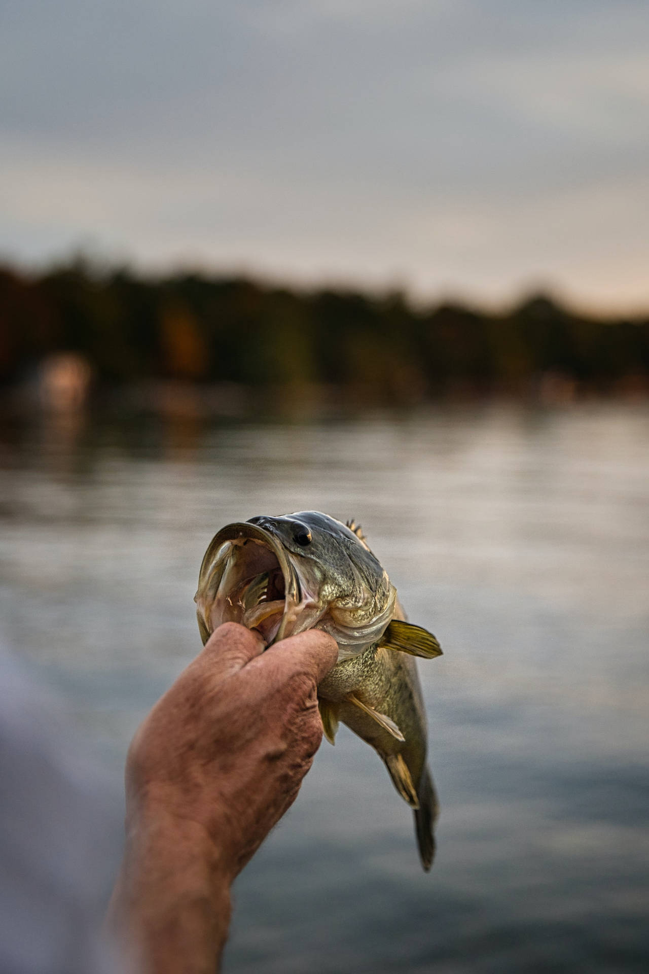 A Small Largemouth Bass Background