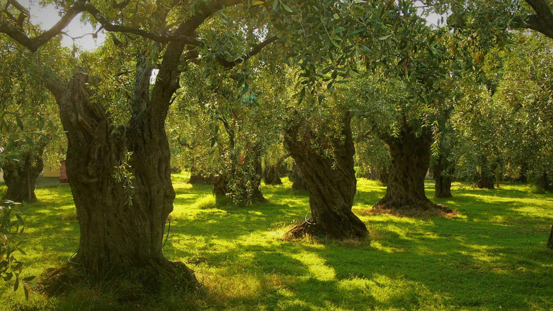 A Small Olive Tree In A Peaceful Meadow Background