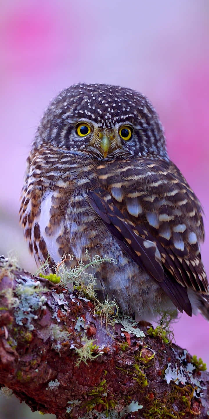 A Small Owl Is Sitting On A Branch With Pink Flowers Background
