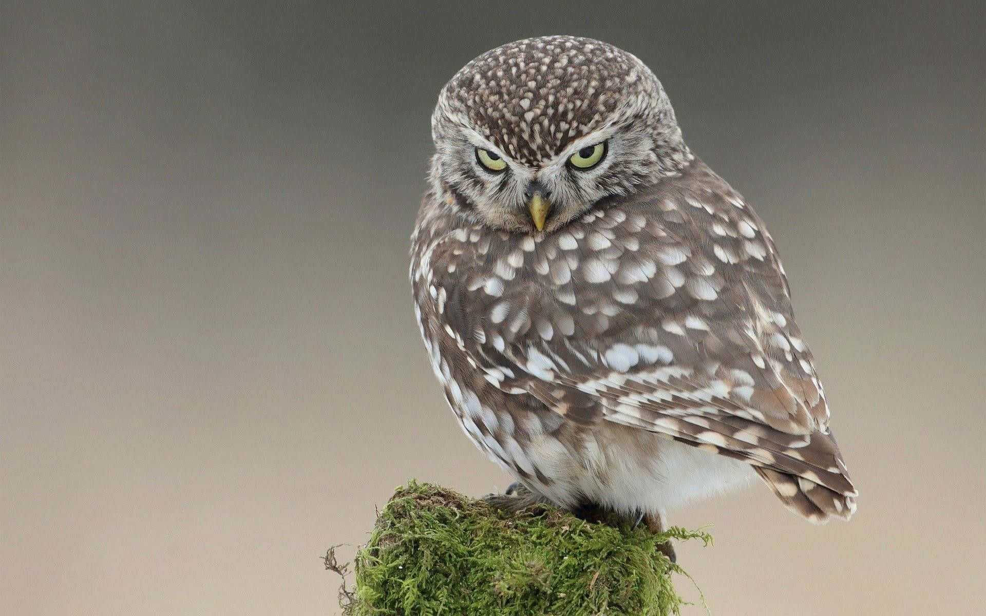 A Small Owl Is Sitting On Top Of A Mossy Stump Background