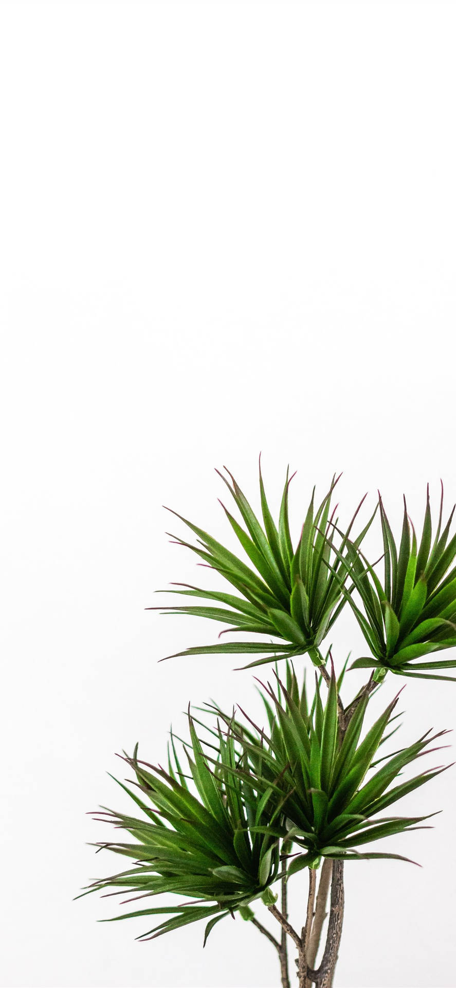 A Small Plant In A White Pot Background