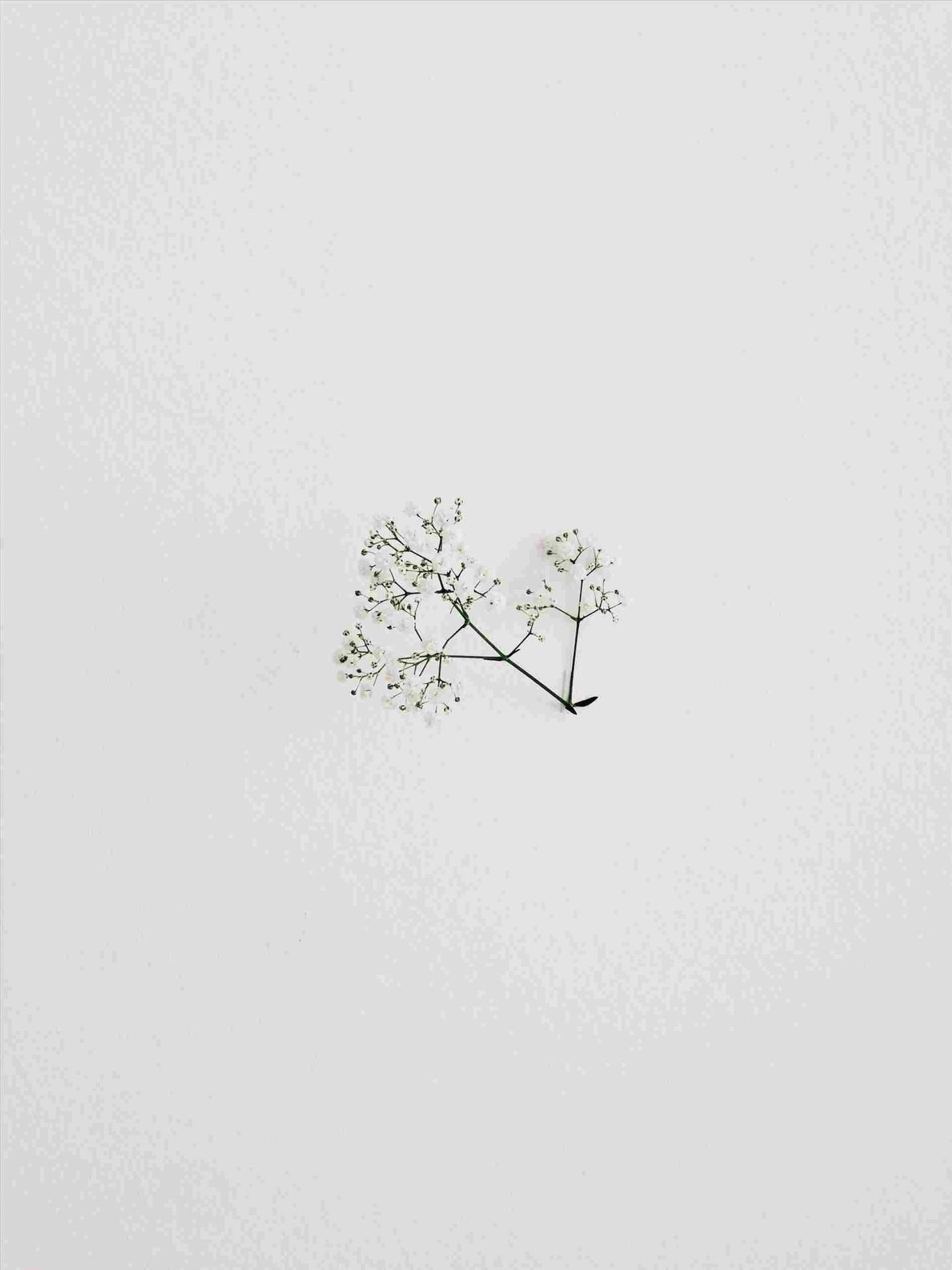 A Small Plant On A White Wall Background