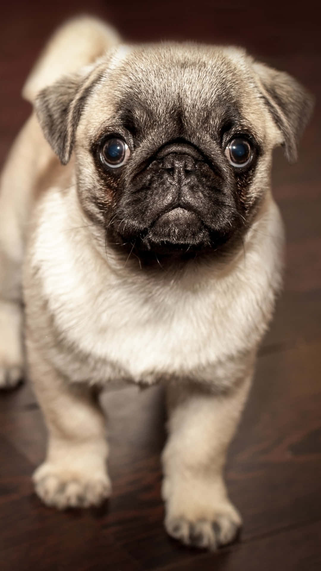 A Small Pug Dog Is Standing On A Wooden Floor Background