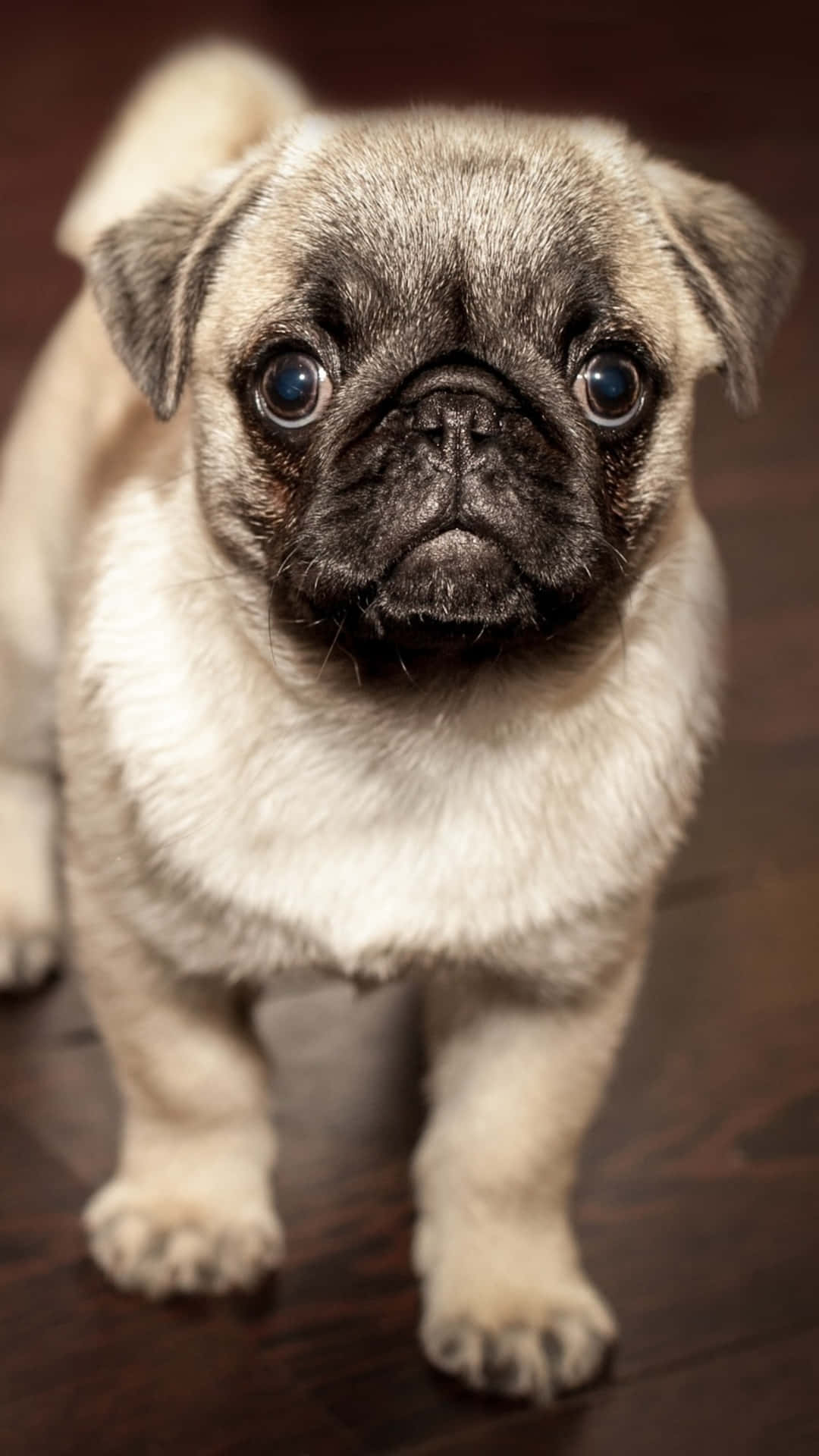 A Small Pug Dog Is Standing On A Wooden Floor