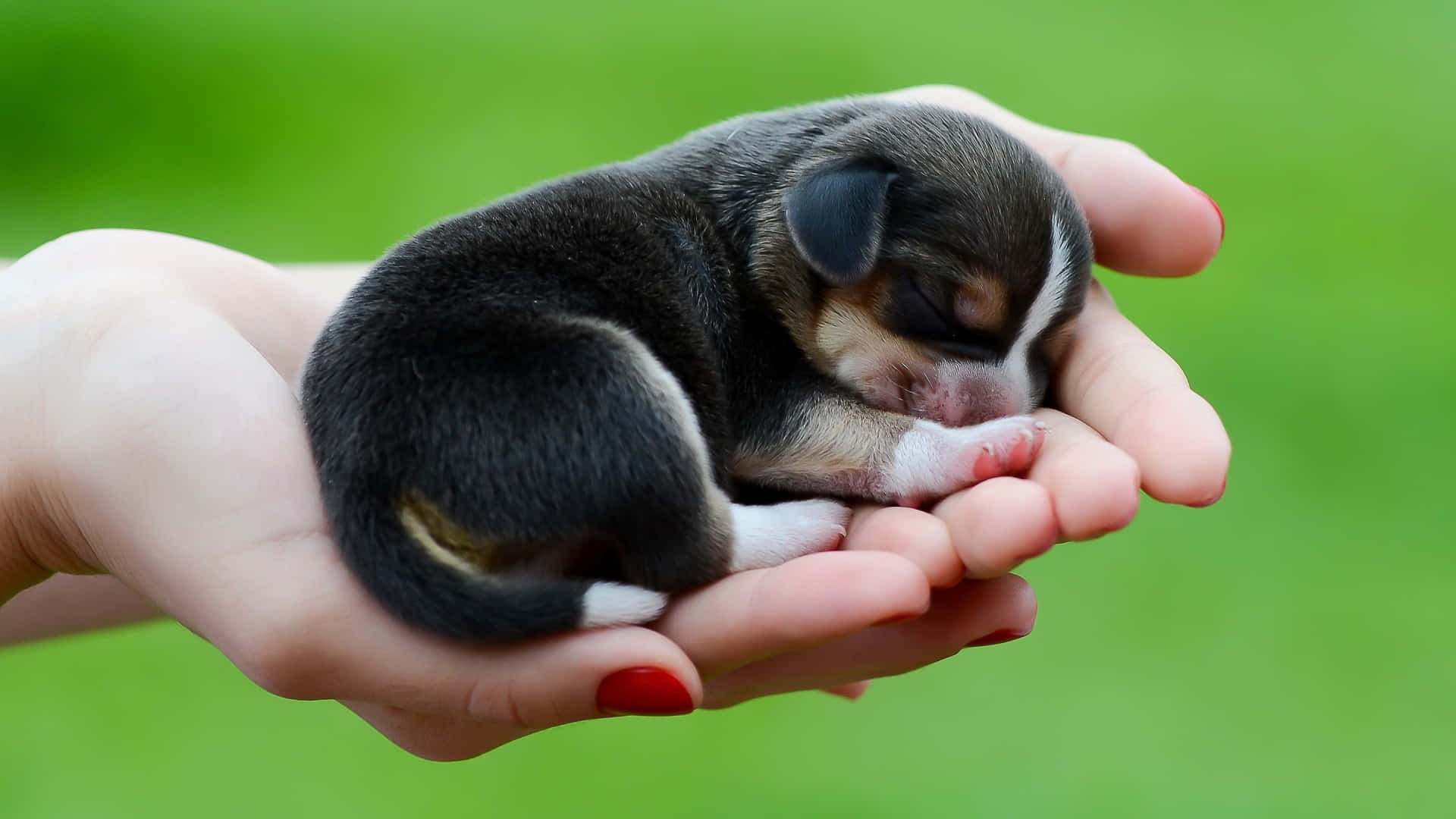 A Small Puppy Is Being Held In Someone's Hand Background