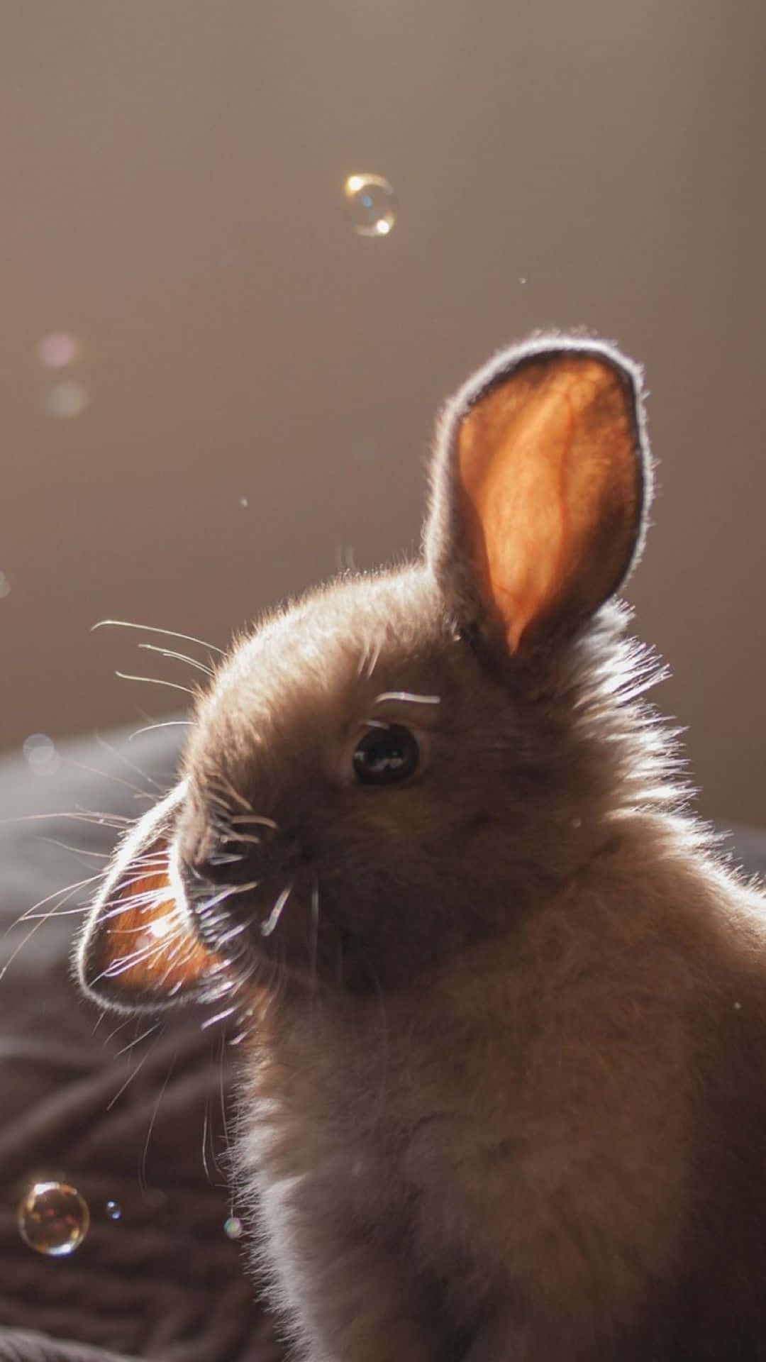 A Small Rabbit Sitting On A Bed With Bubbles Background