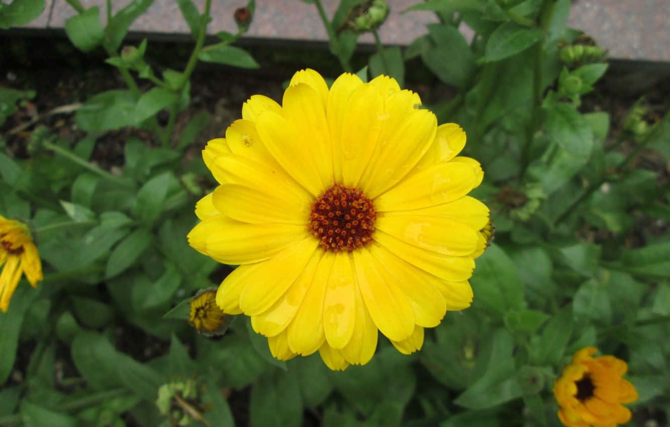 A Small Sweet Sunflower Lovingly Facing The Sunrays Background