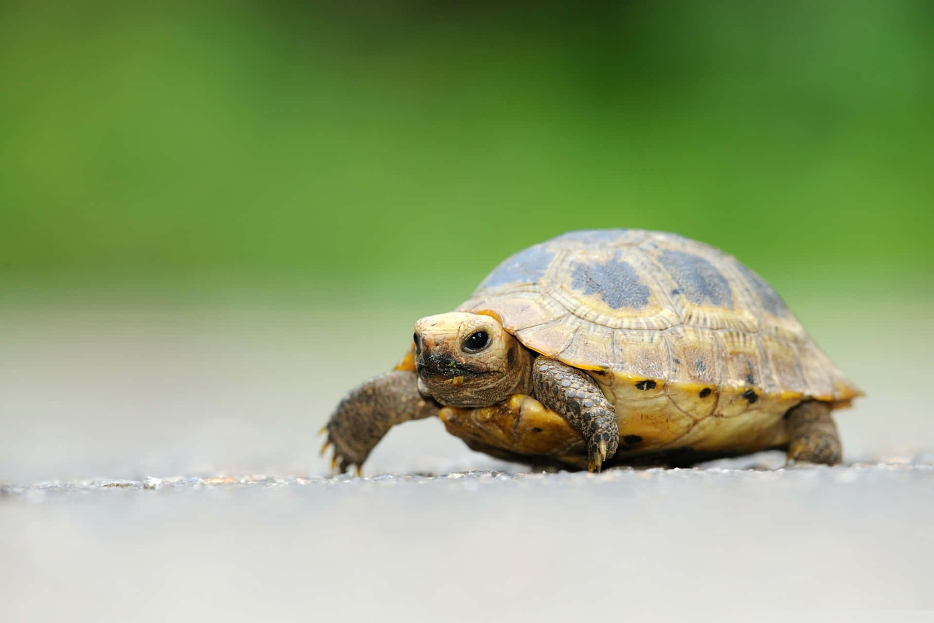 A Small Tortoise Walking Across The Road Background