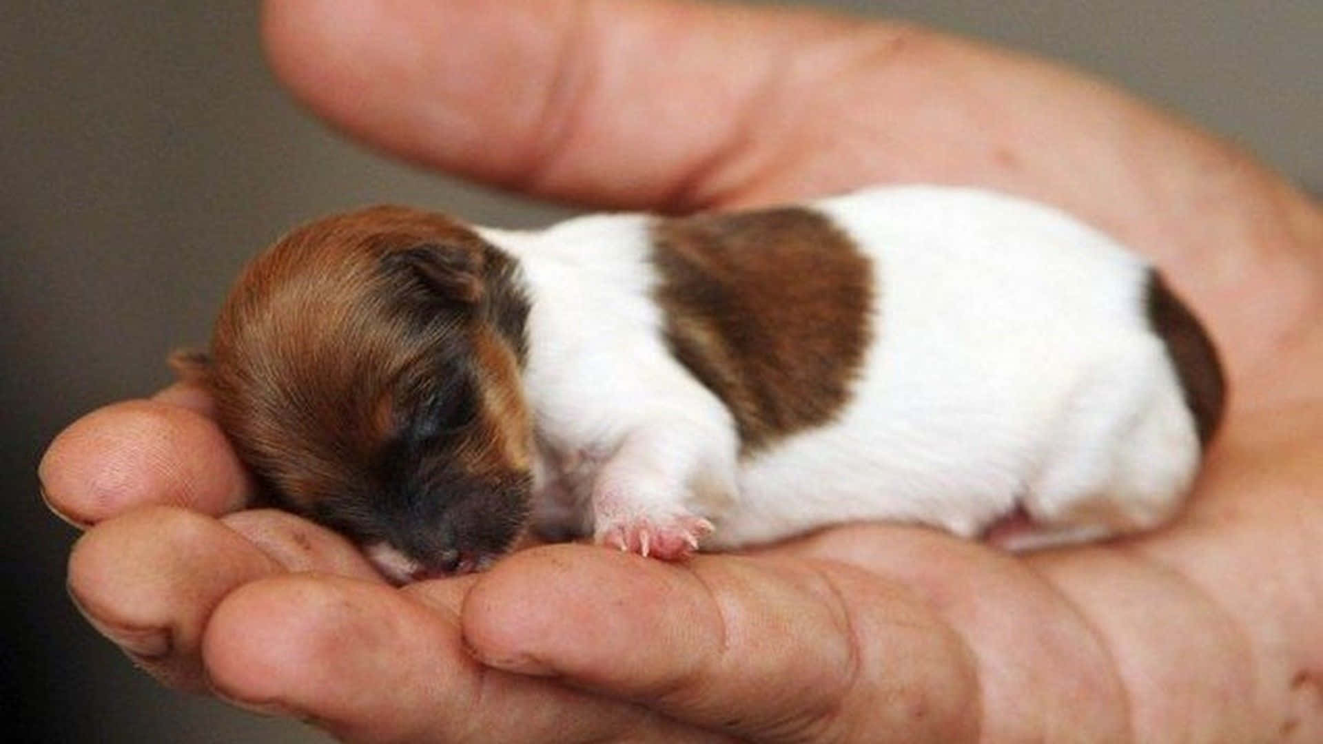 A Small White And Brown Puppy Is Being Held In A Person's Hand Background