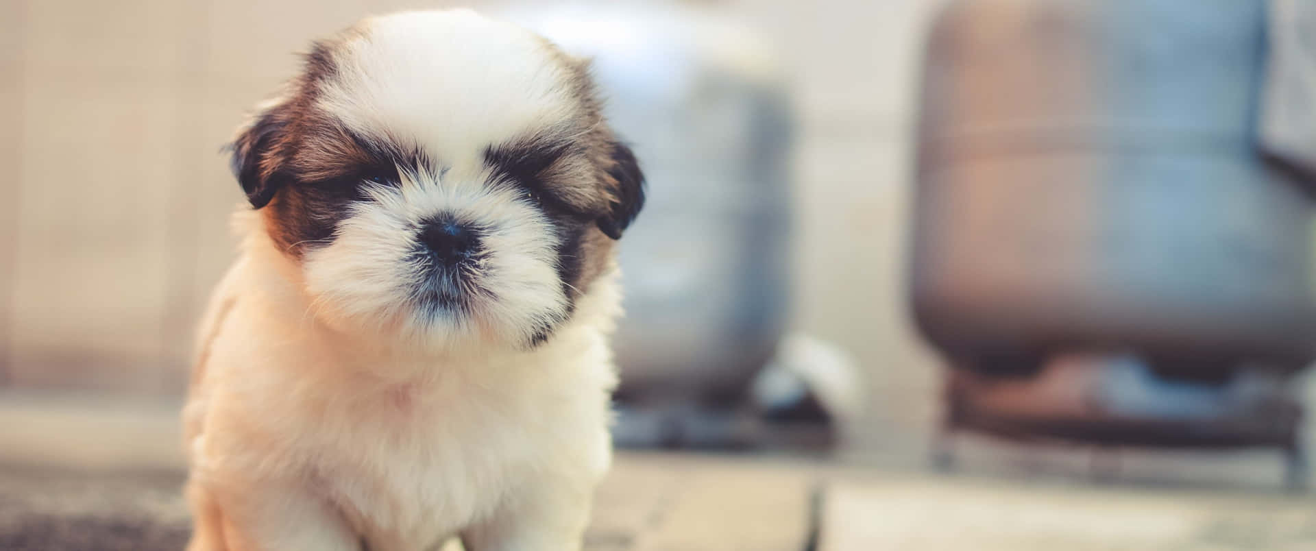 A Small White And Brown Puppy Is Standing On The Ground Background