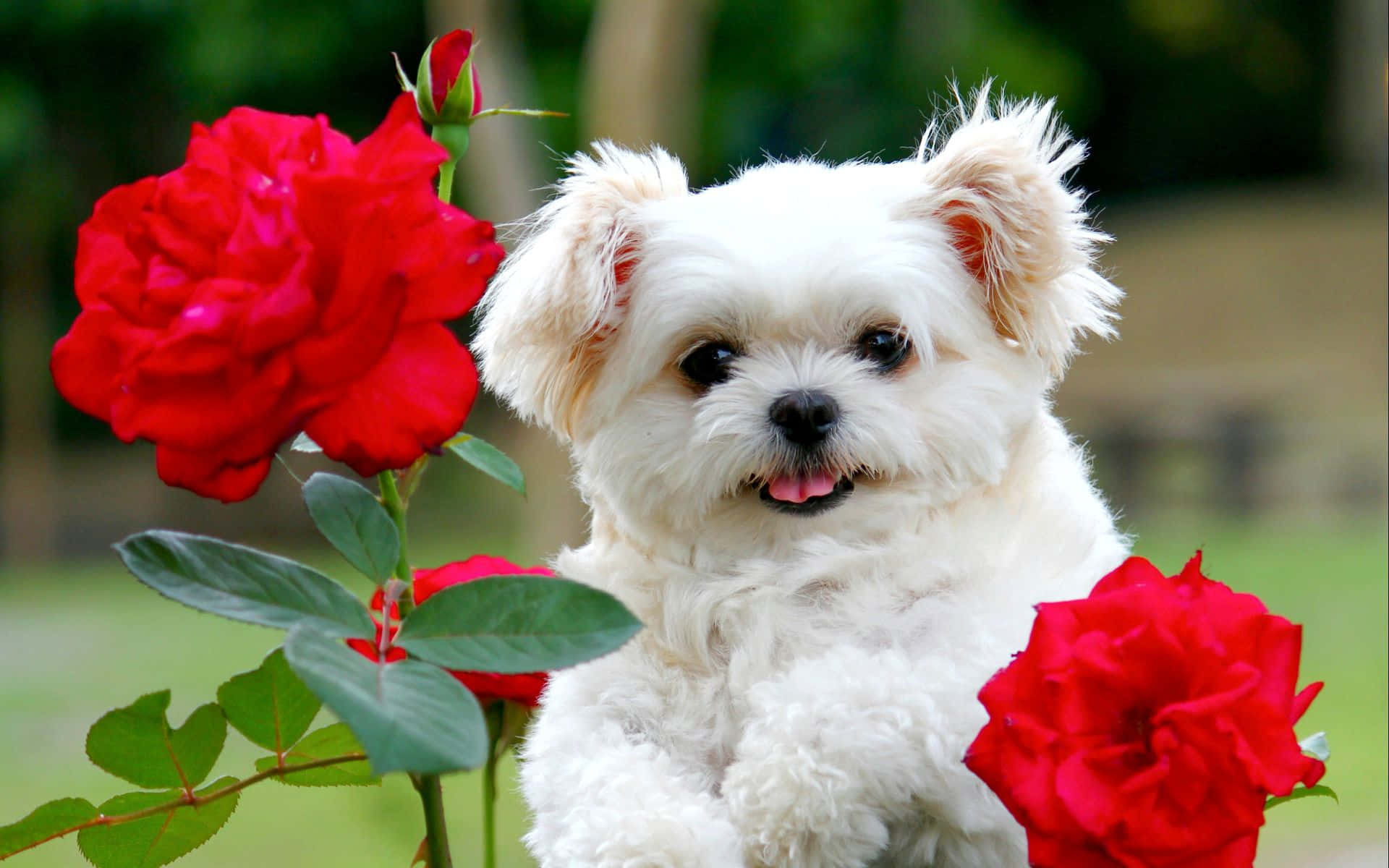 A Small White Dog Is Sitting In A Field Of Red Roses Background